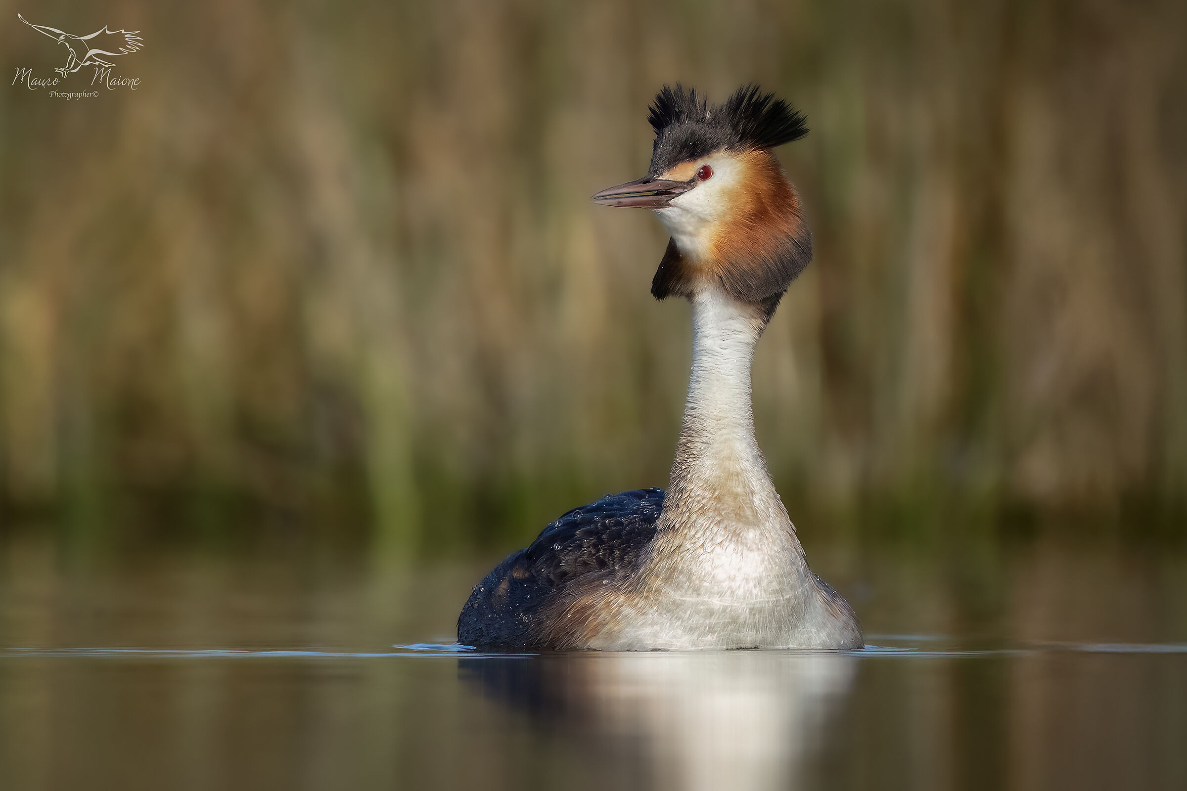 indosso il mio abito migliore