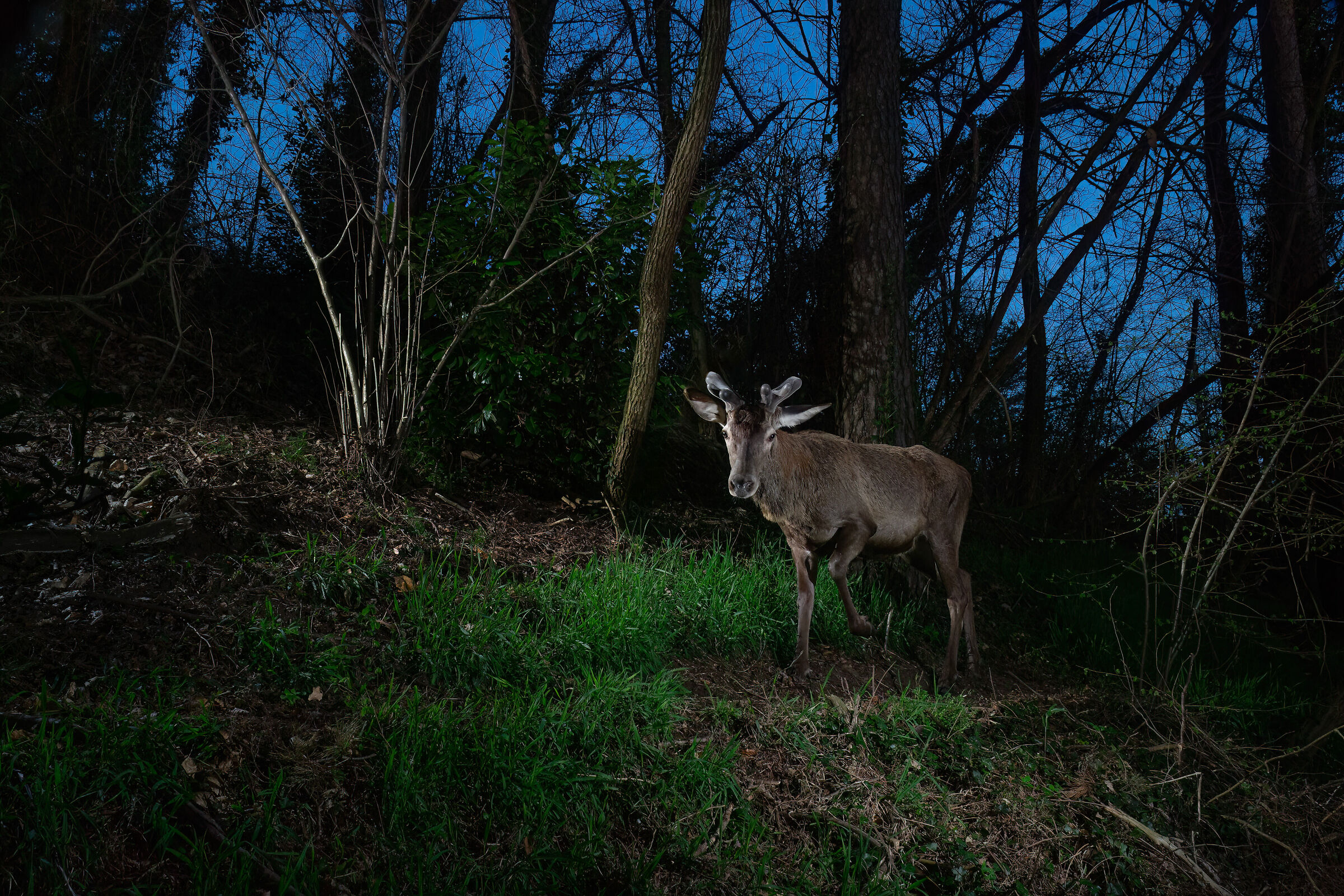 Young deer