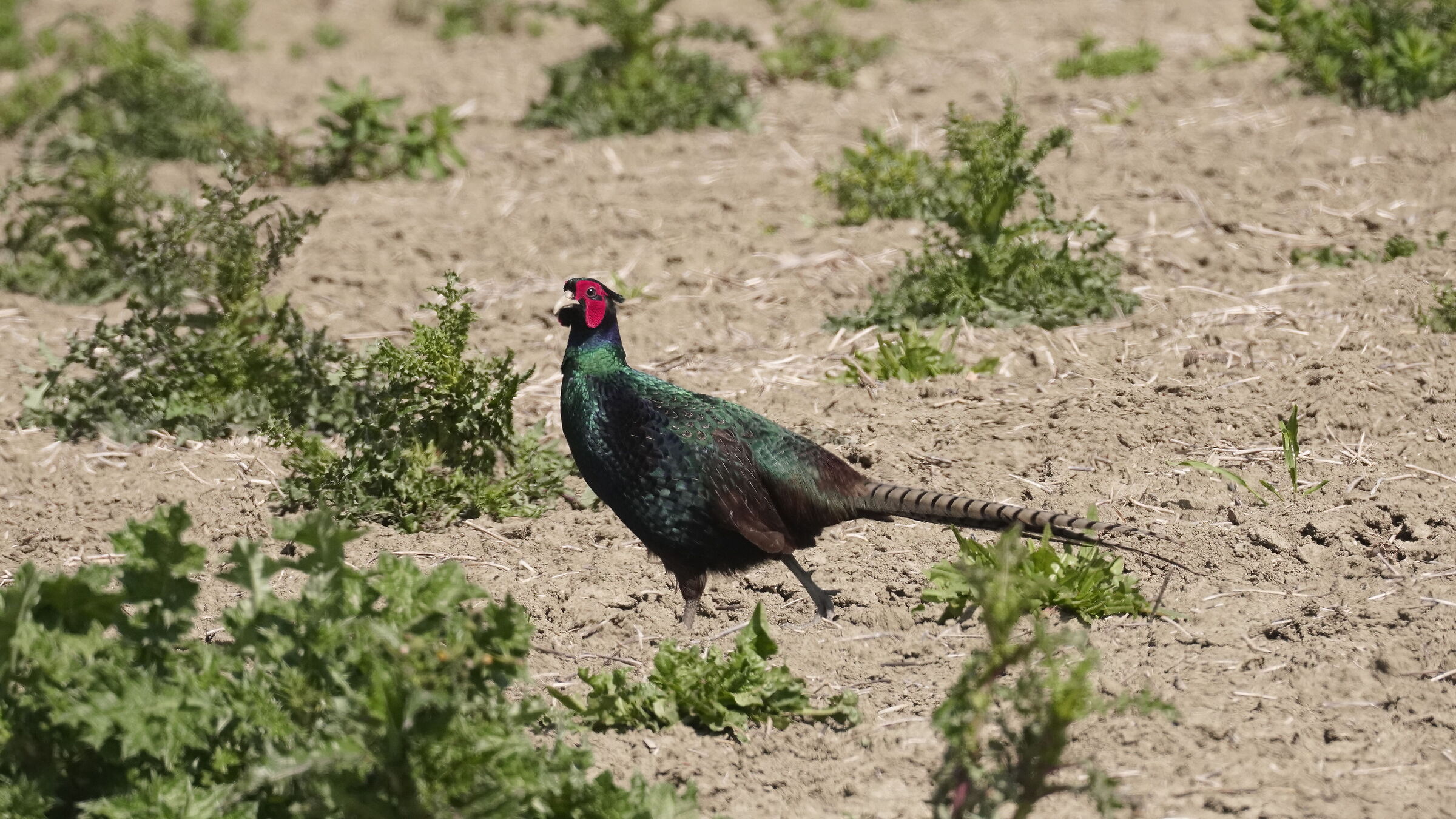 Male Gloomy Pheasant