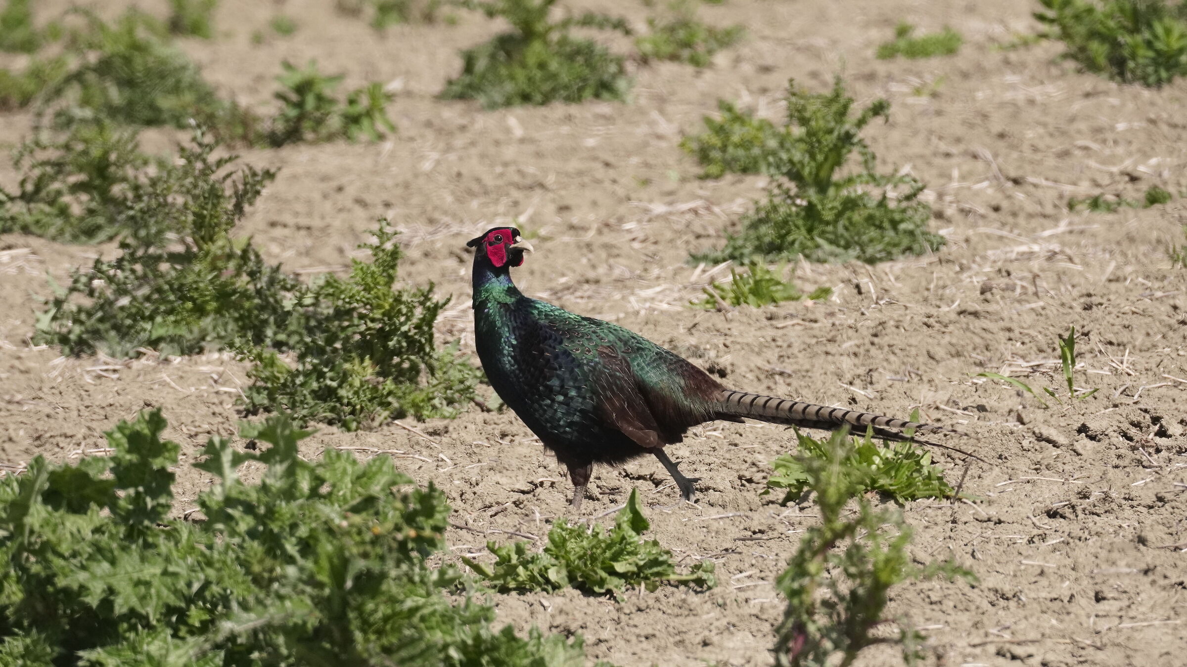 Male Gloomy Pheasant