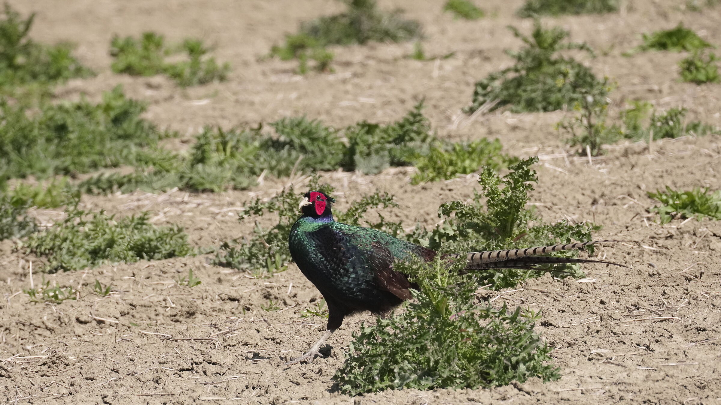 Male Gloomy Pheasant