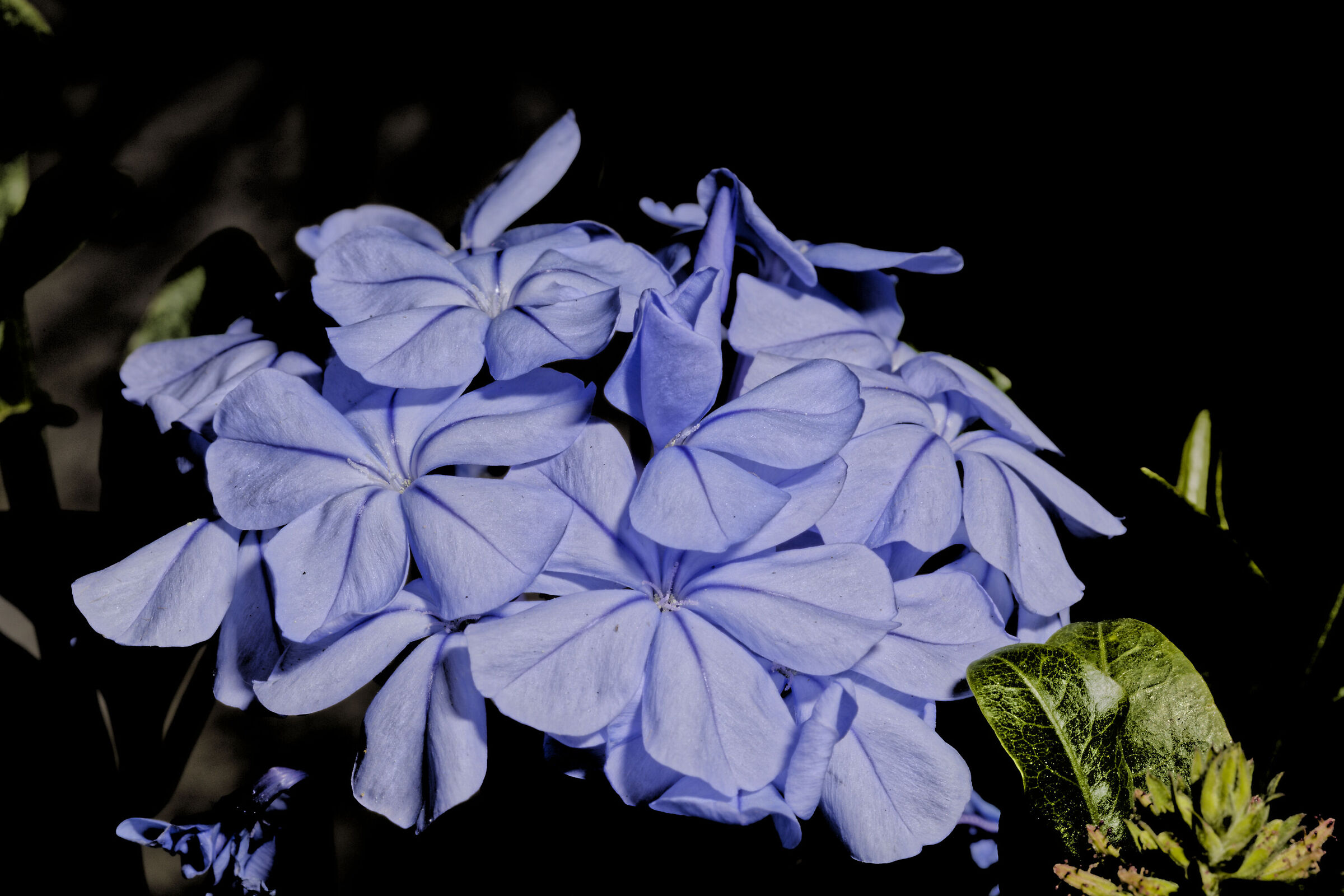 Arriva la primavera e quindi giardinaggio