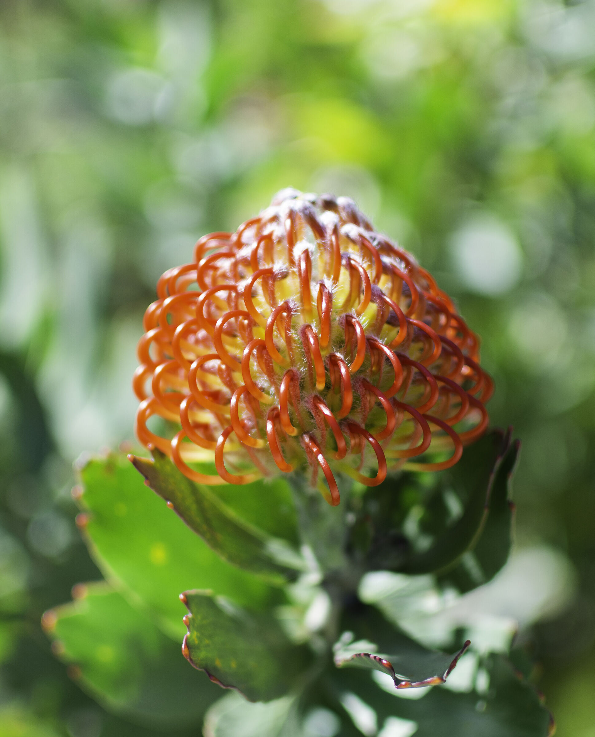 A flower