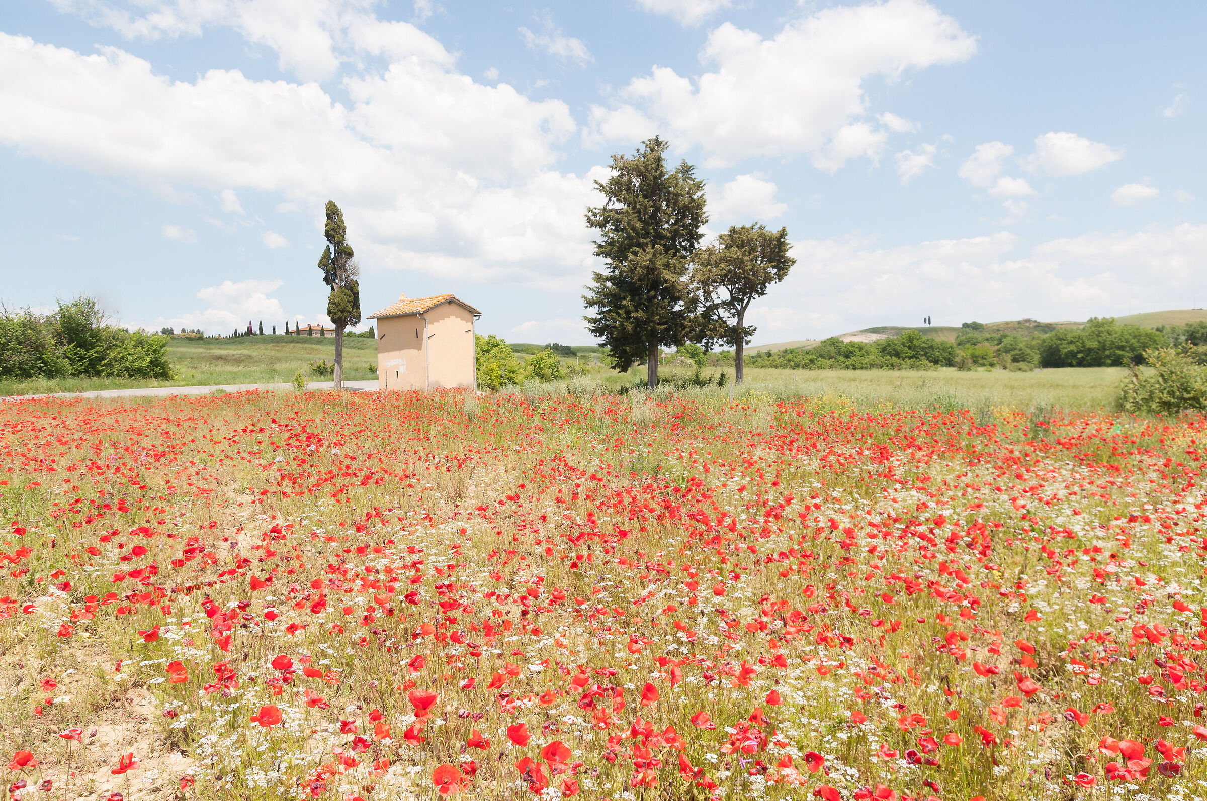 Cottage with poppies