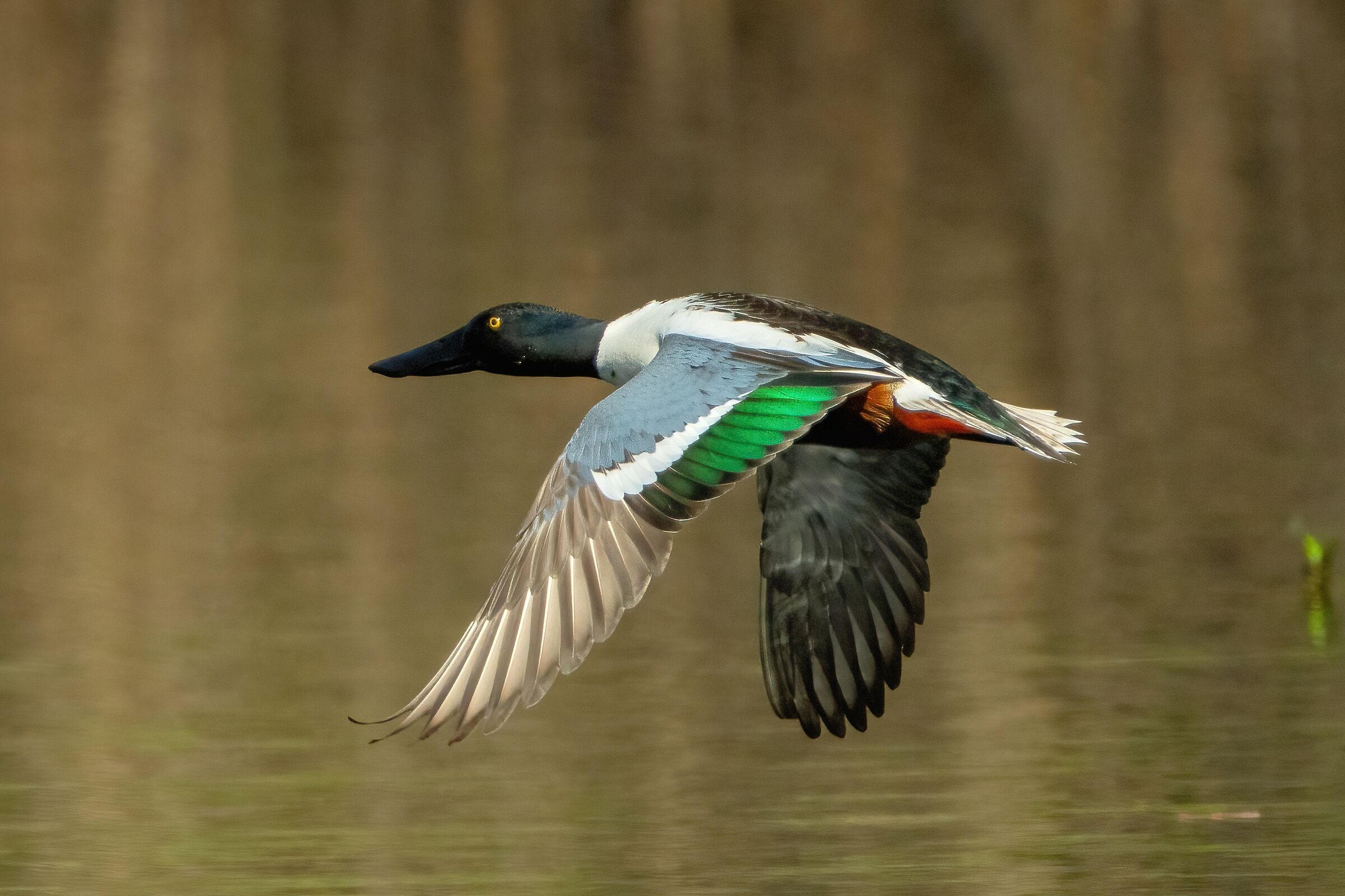 Male shoveler (Spatula clypeata)