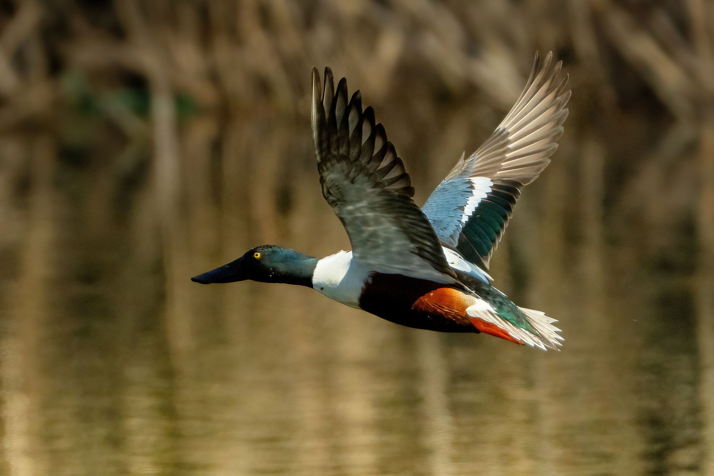 Male shoveler (Spatula clypeata)