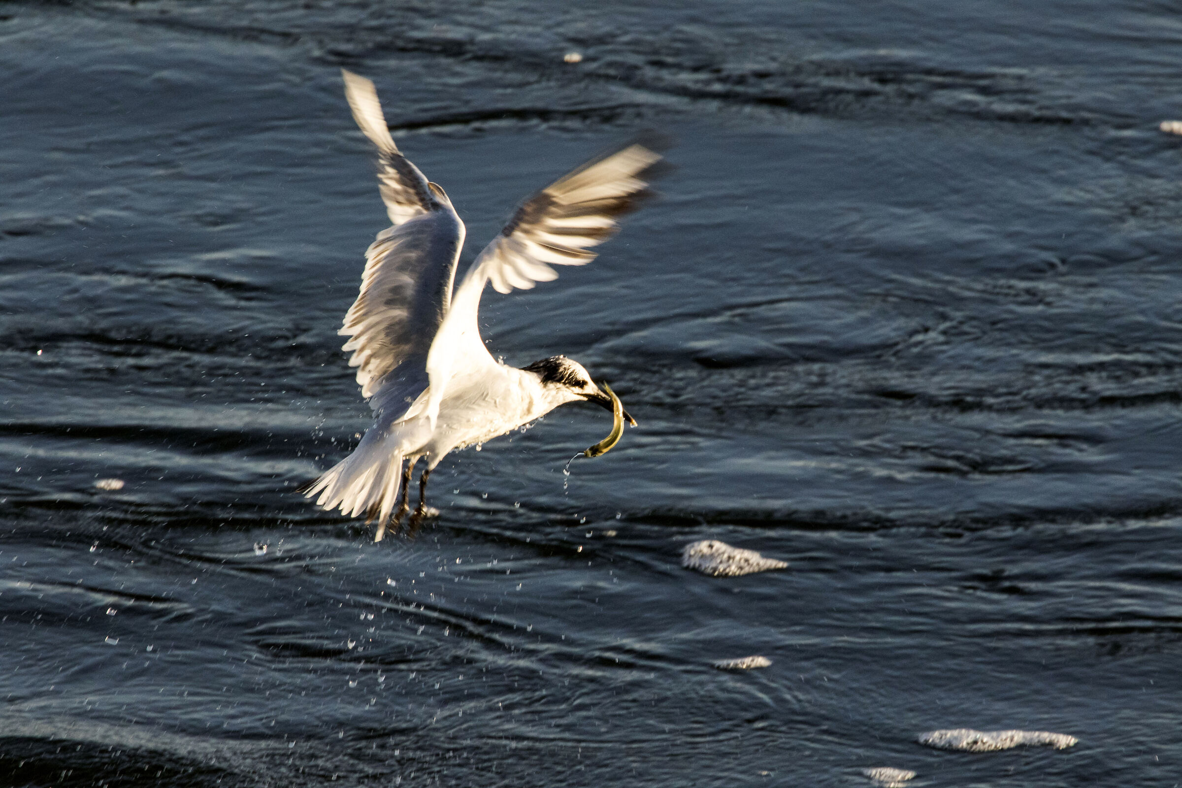 Sandwich tern.... who caught !!