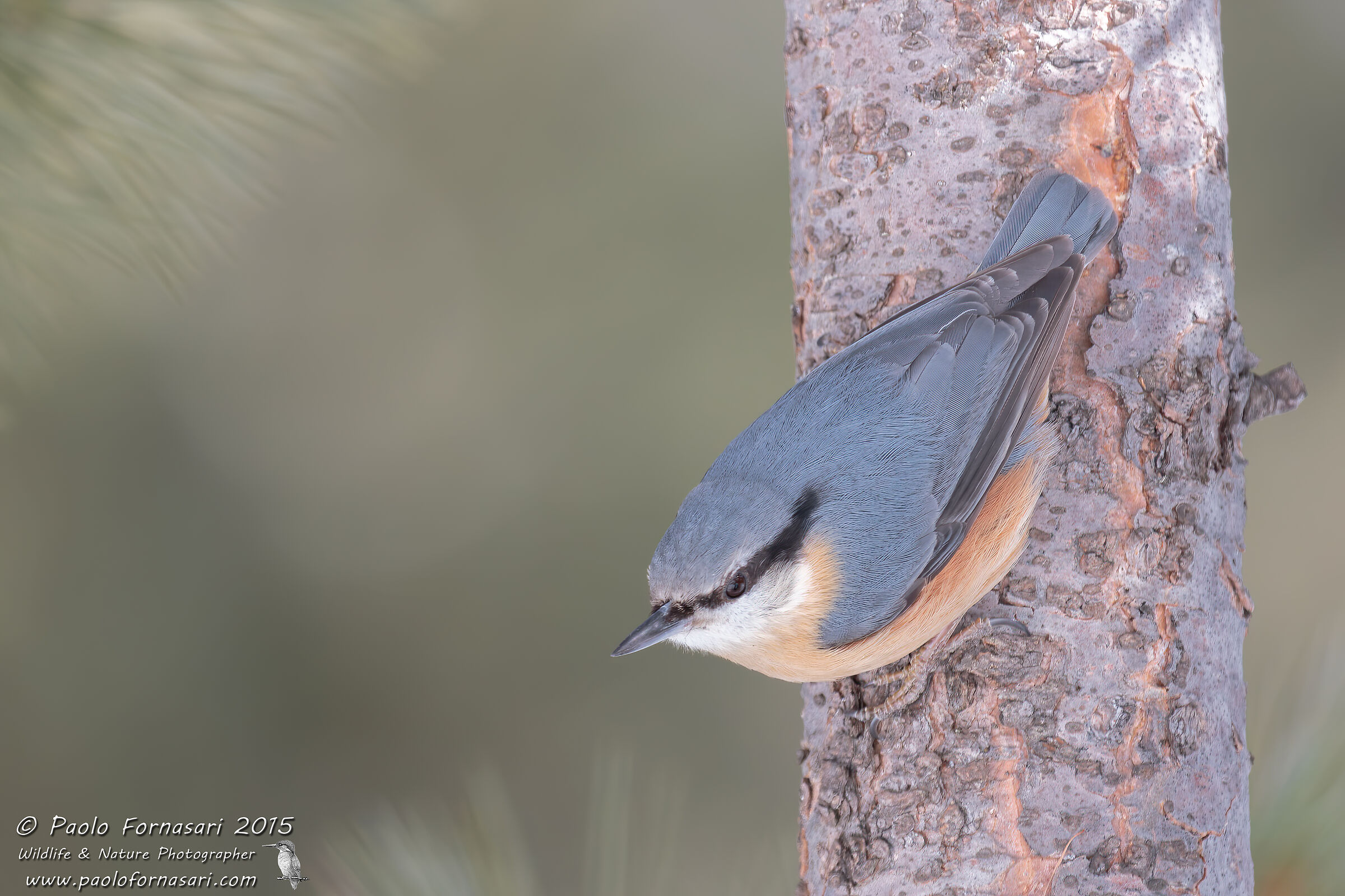 Nuthatch (Sitta europaea)