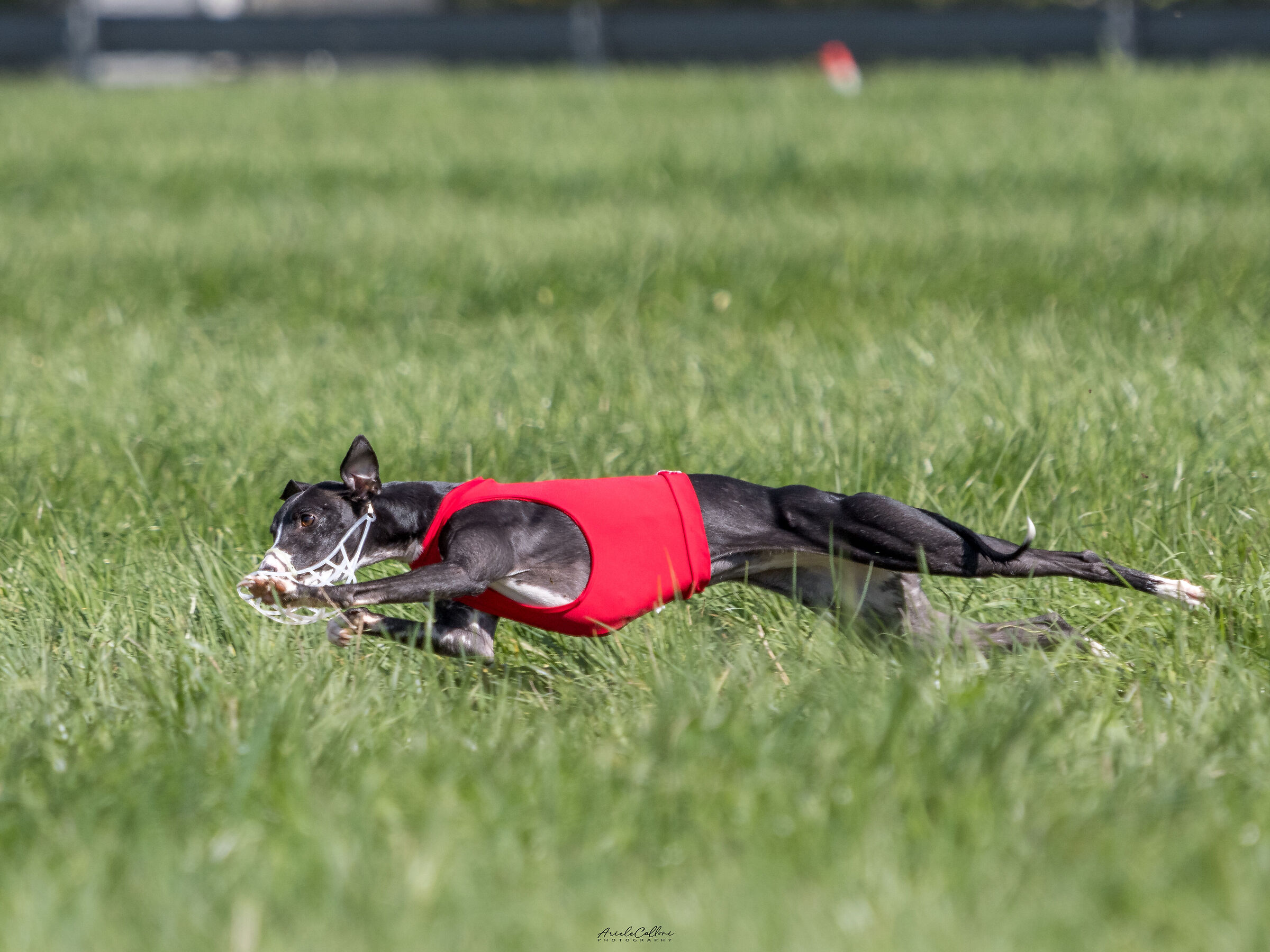 Whippet in curva
