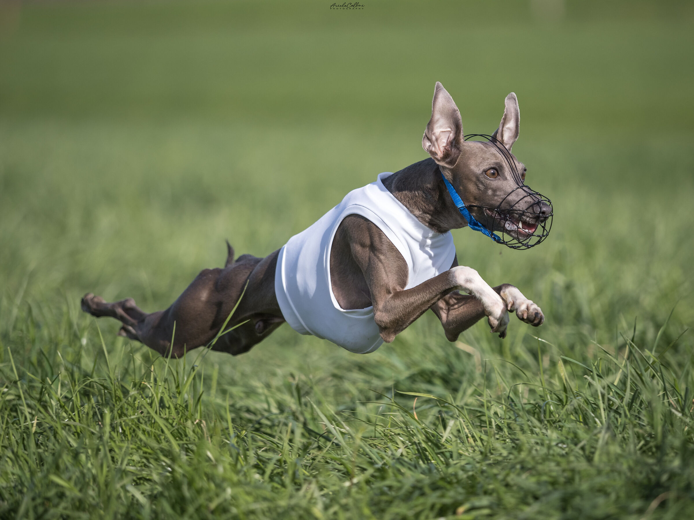 PLI in volo