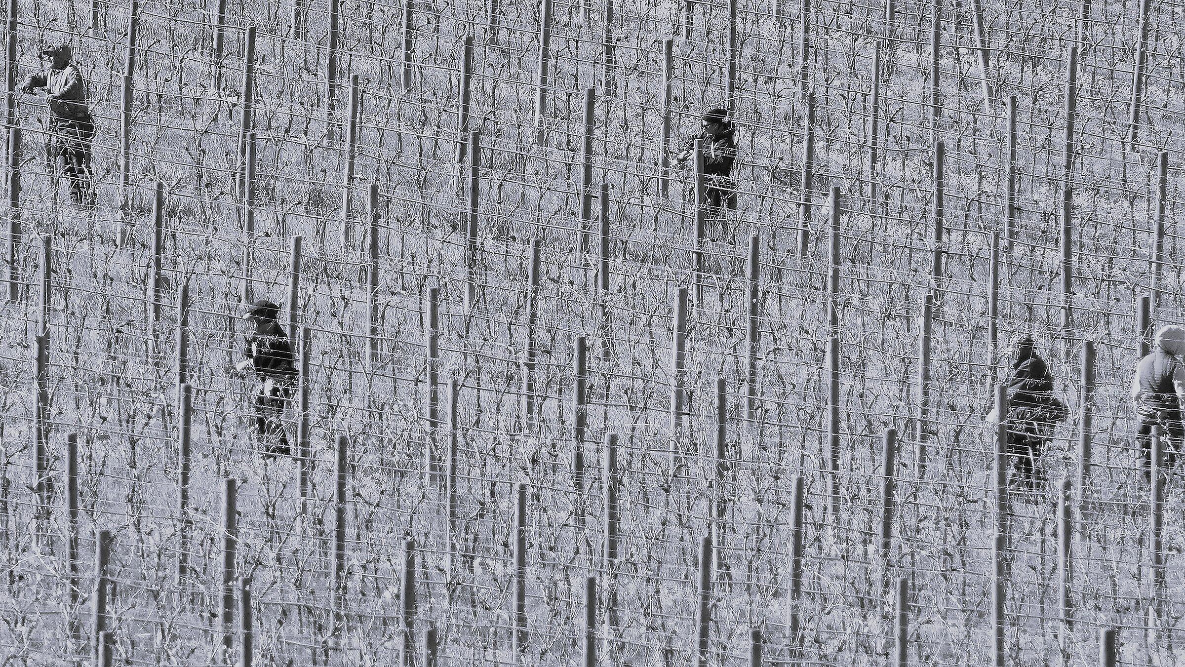 Il lavoro nei campi, una vigna - 1