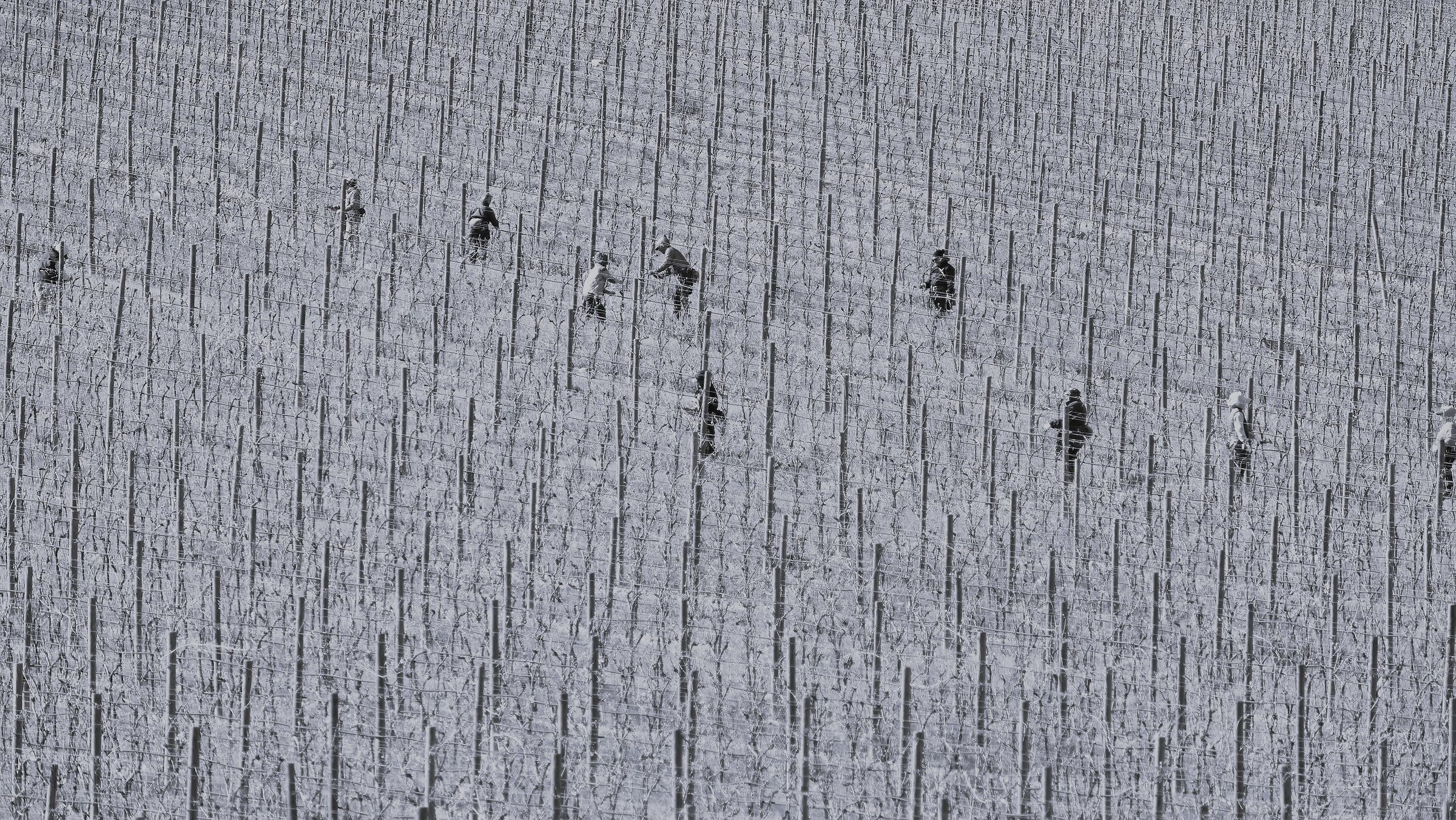 Il lavoro nei campi, una vigna - 2