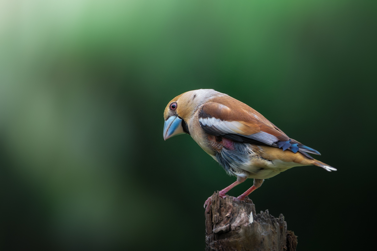 Valutando le opzioni