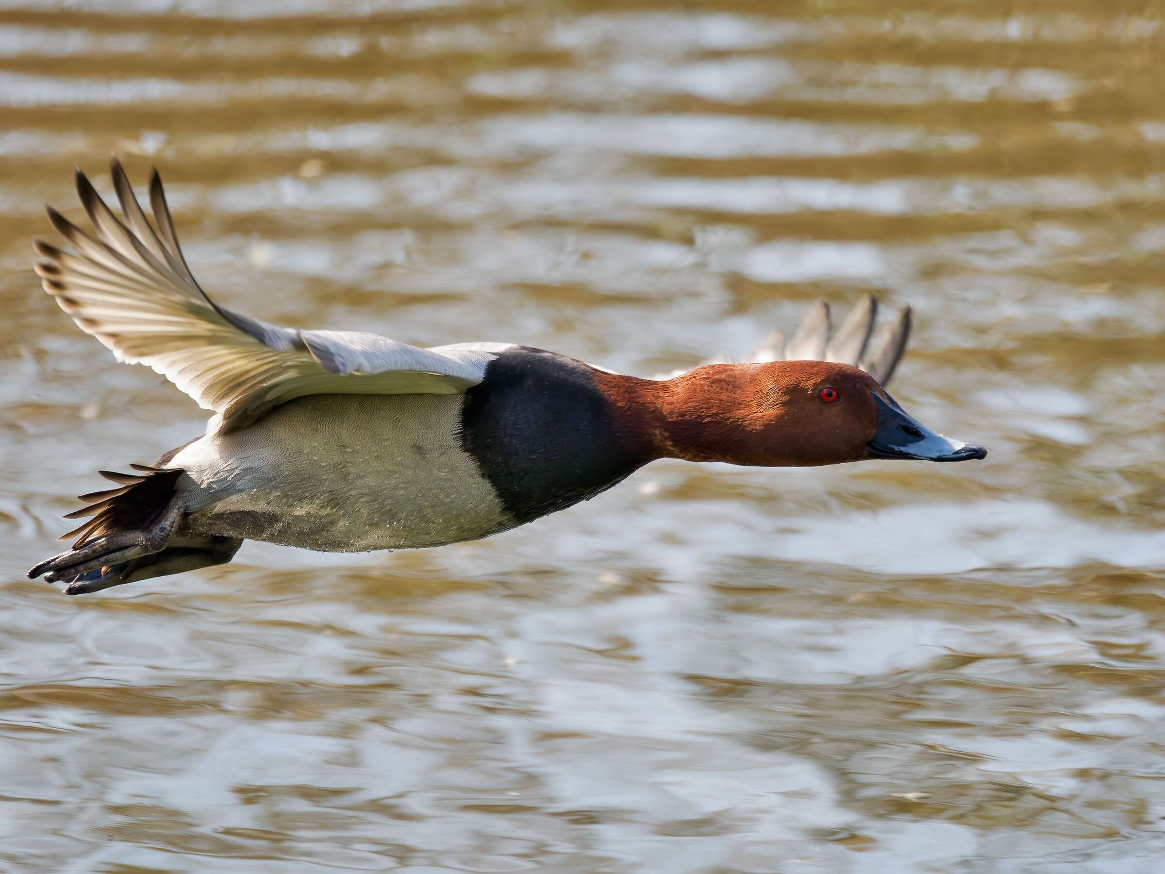 Common pochard