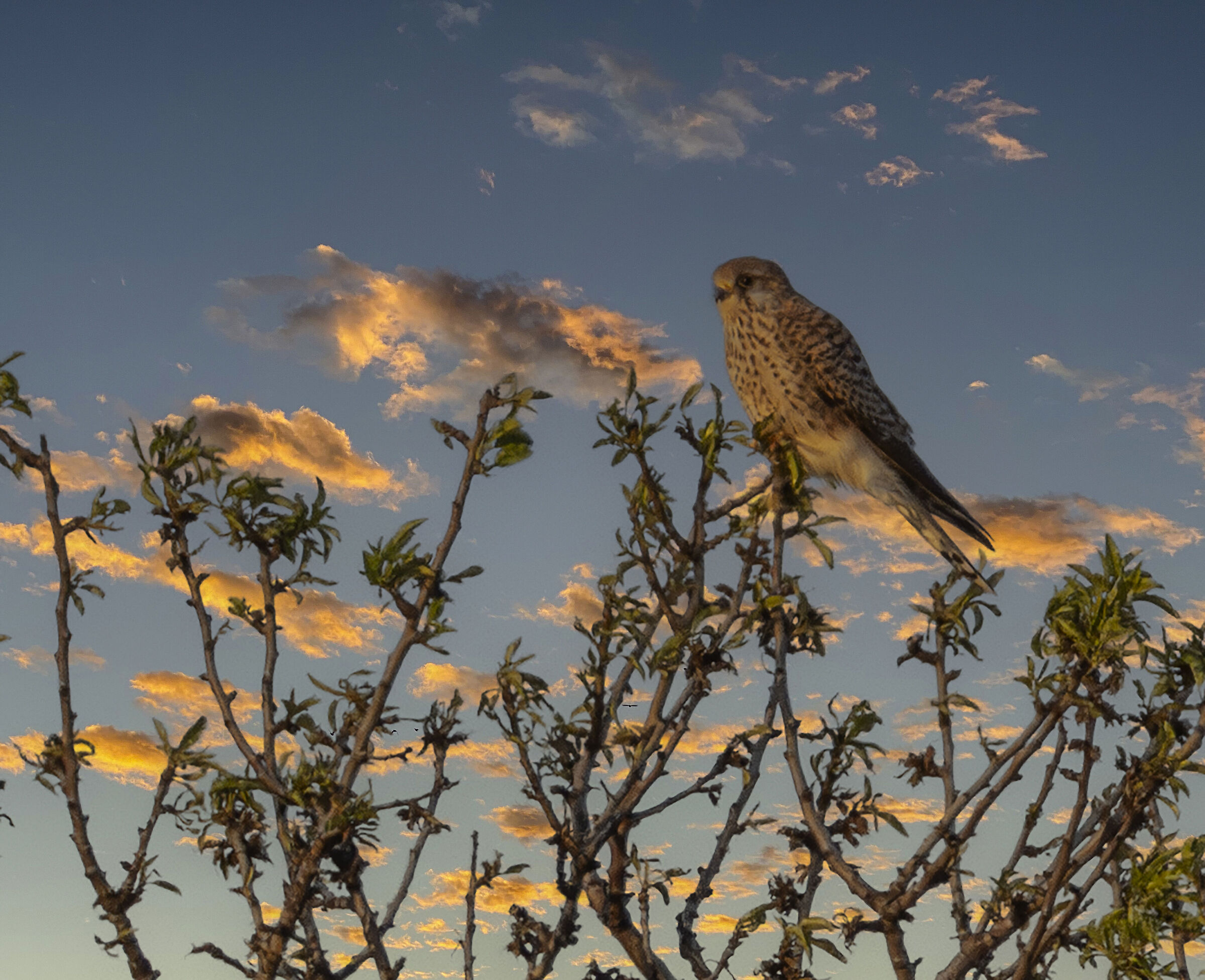 kestrel at dusk