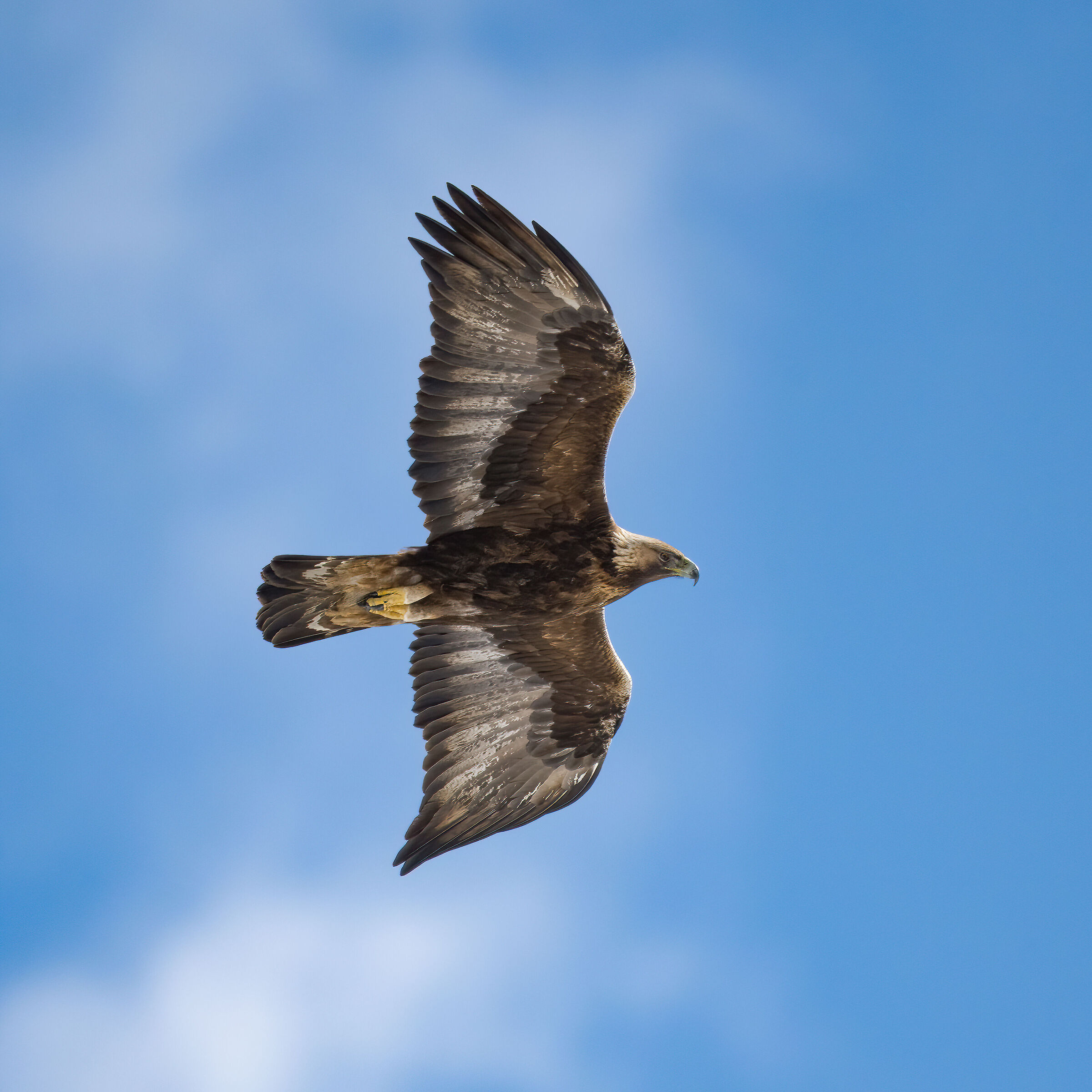 Golden Eagle - Gran Paradiso National Park