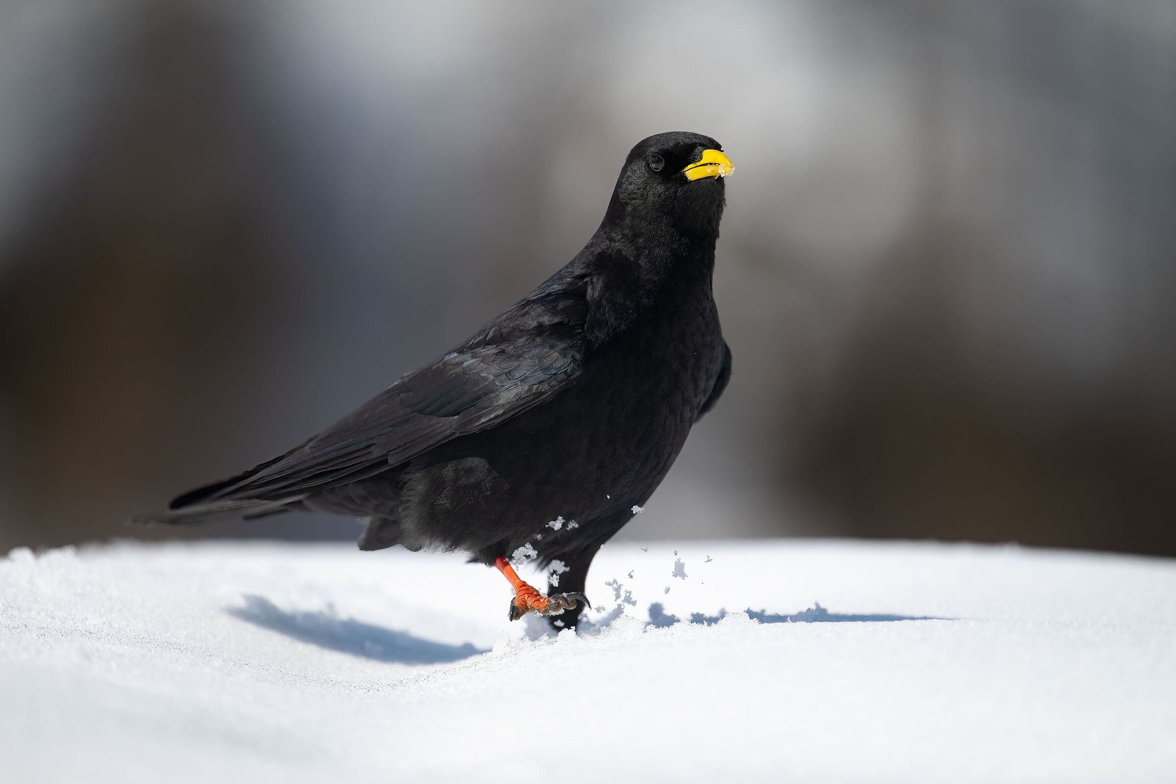 Alpine chough