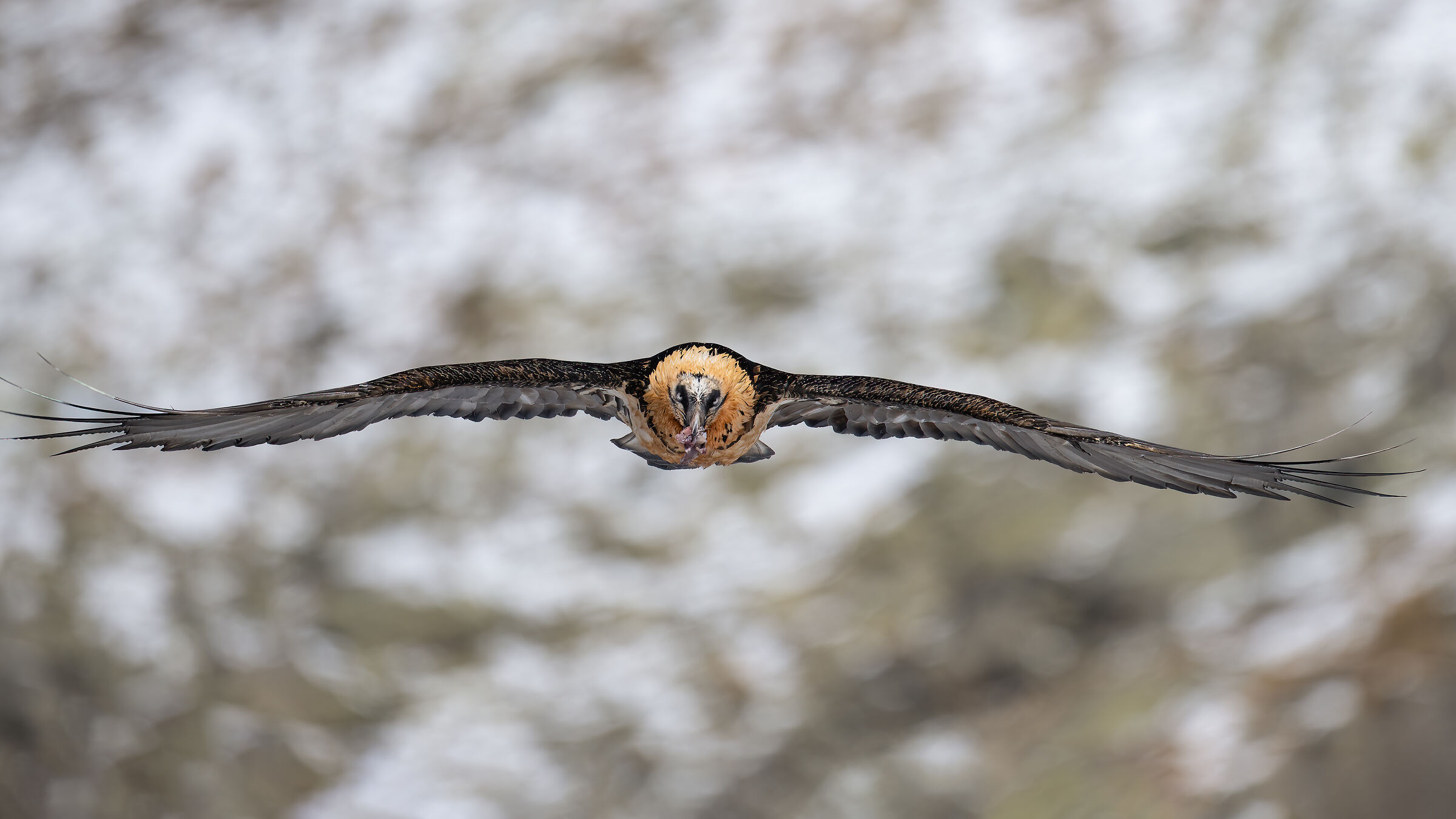 Gypaetus barbatus - Gran Paradiso National Park