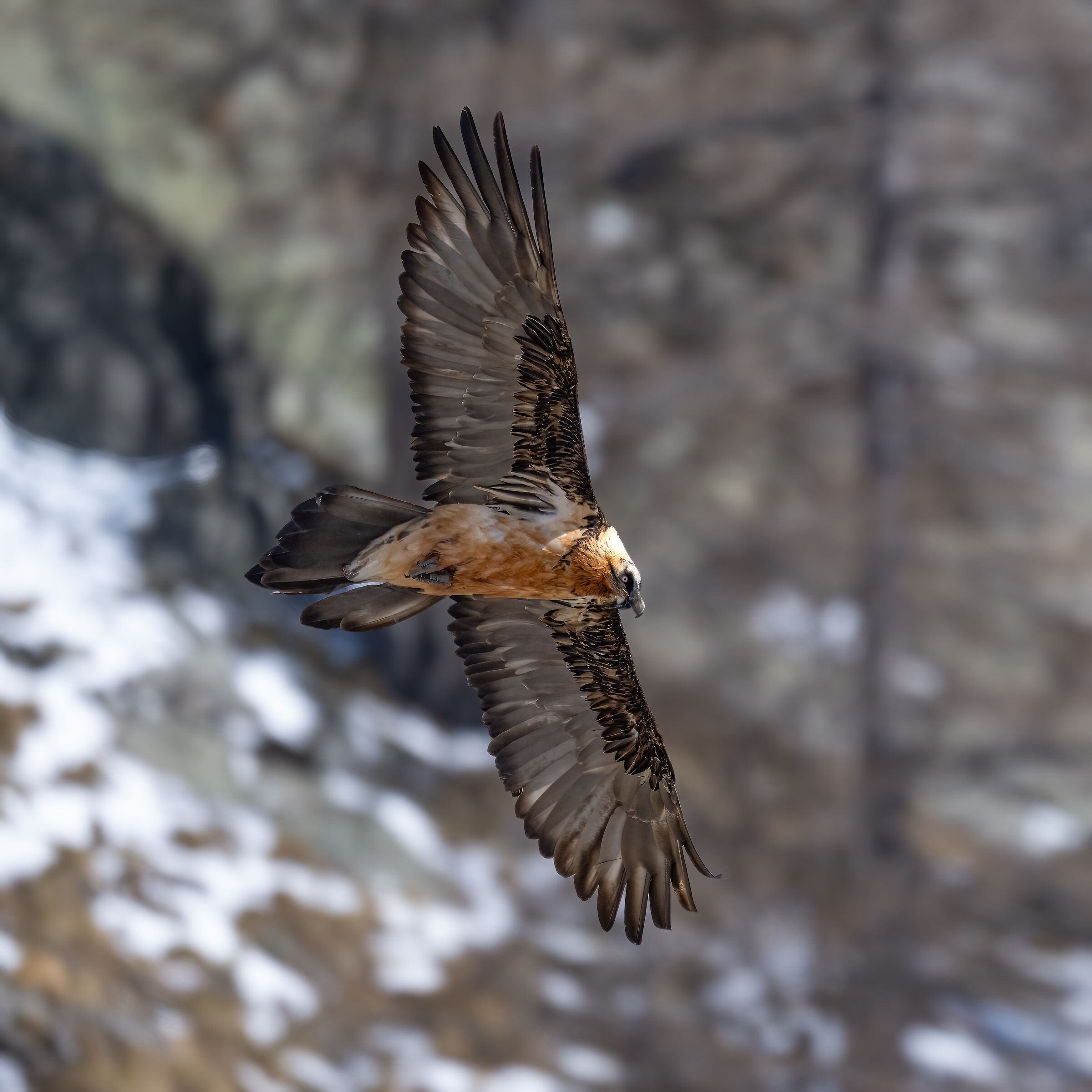 Gypaetus barbatus - Gran Paradiso National Park