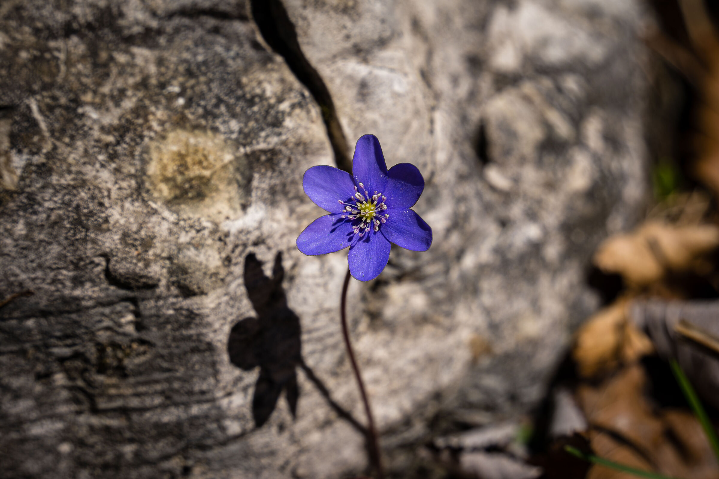 Hepatica nobilis