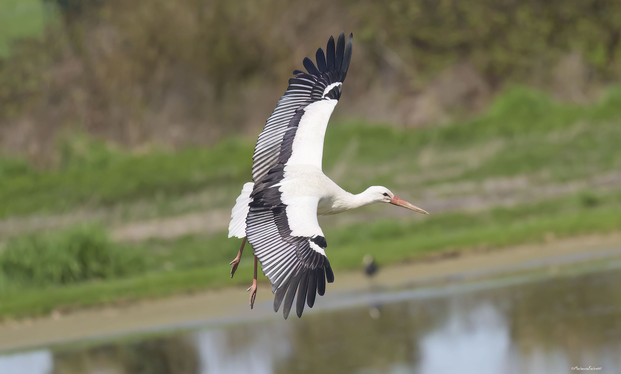 Ciconia ciconia in atterraggio