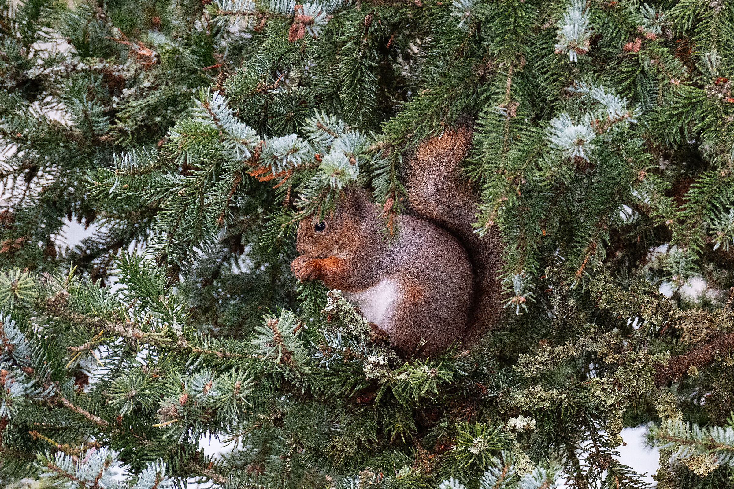 Squirrel