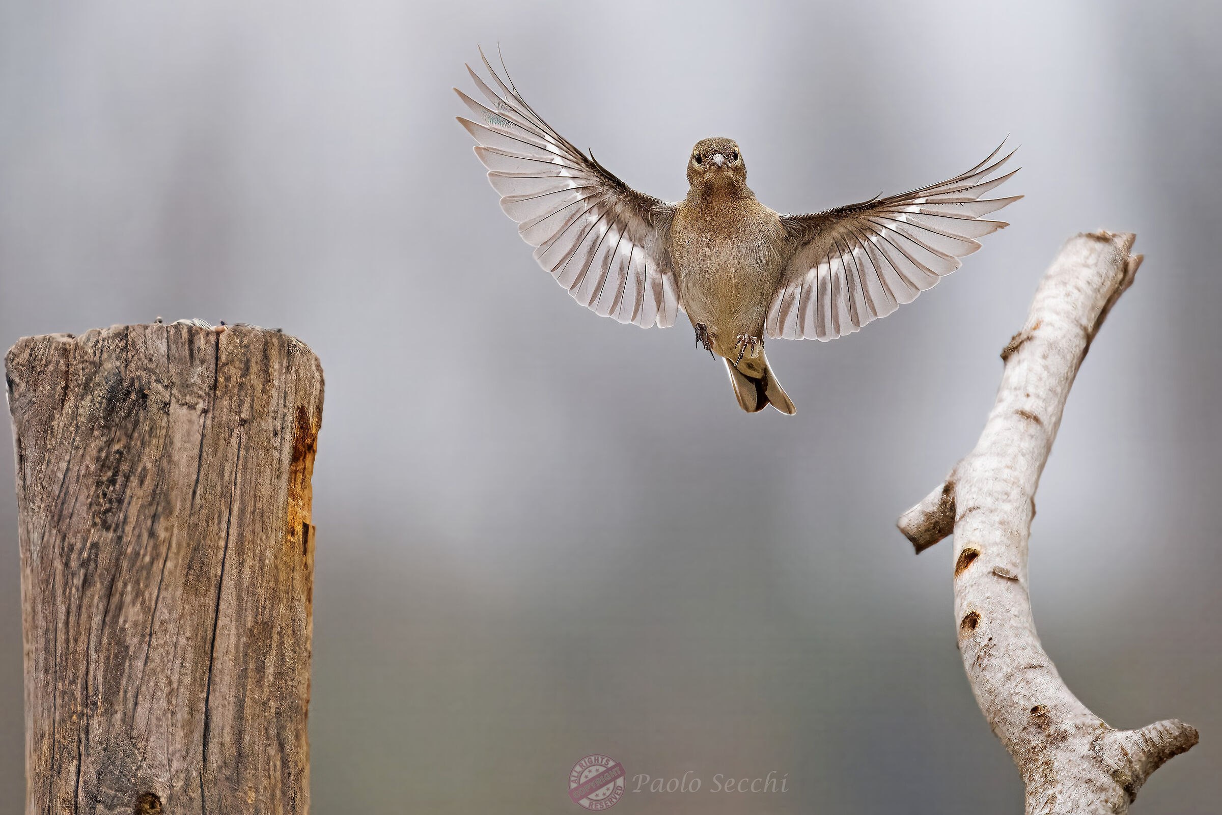 Chaffinch dance 3