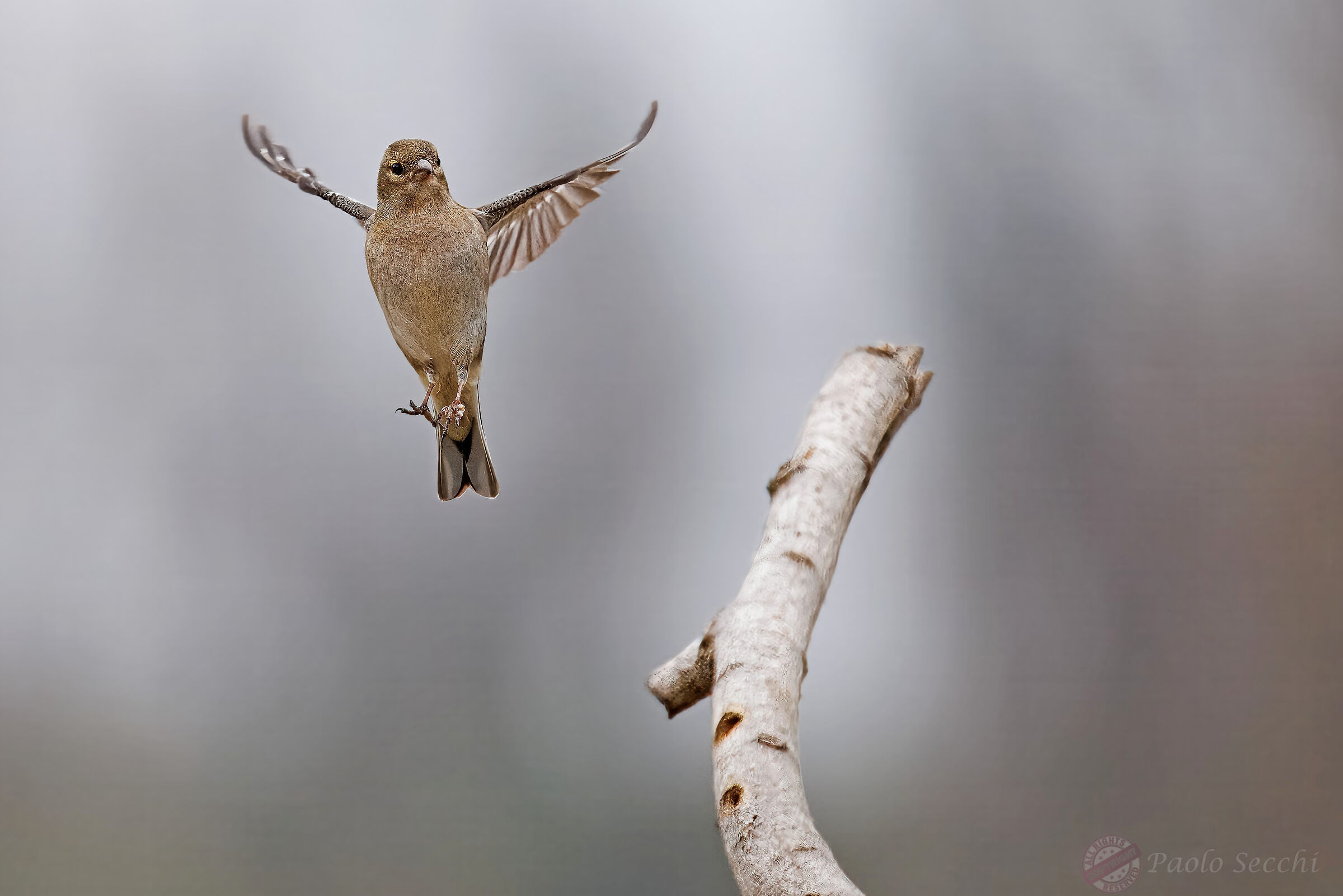 Chaffinch dance 4
