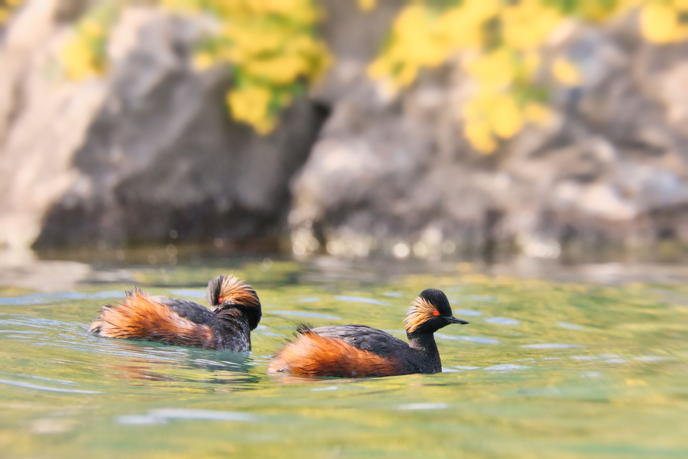 Podiceps nigricollis (Svasso piccolo)