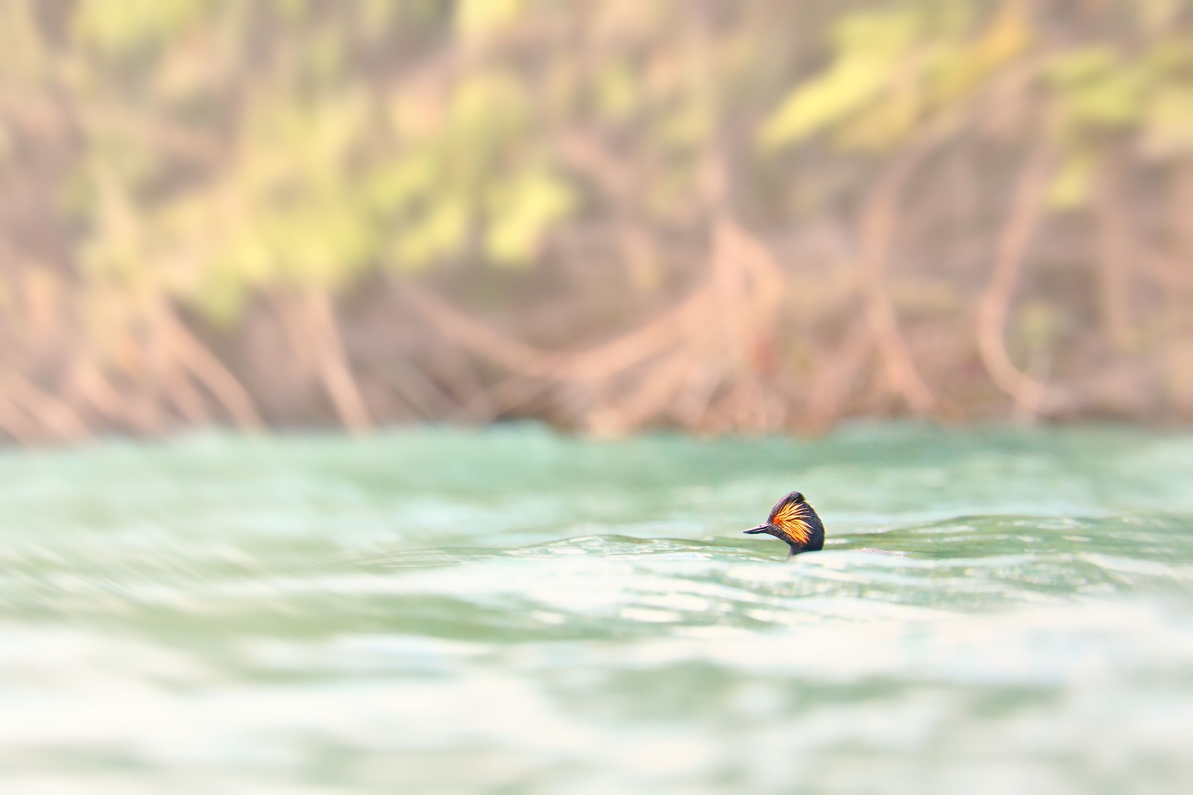 Podiceps nigricollis (Svasso piccolo)