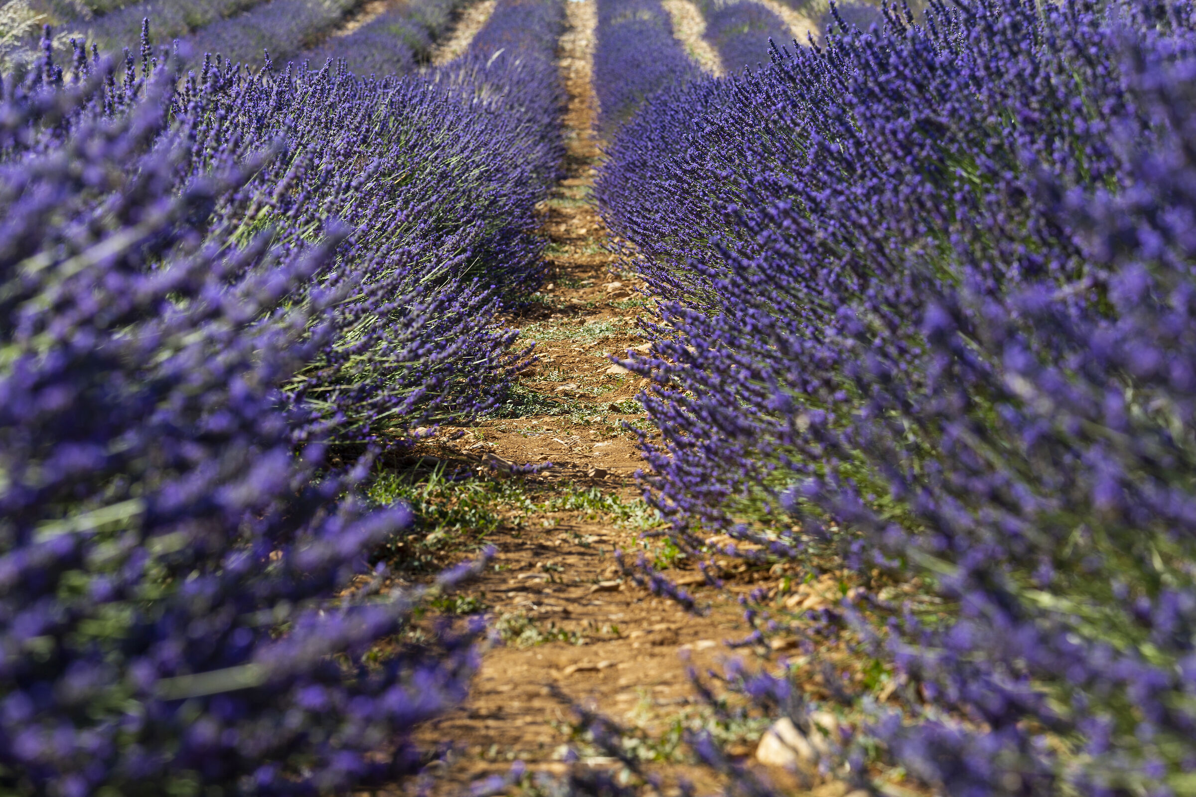 entrare nella lavanda...