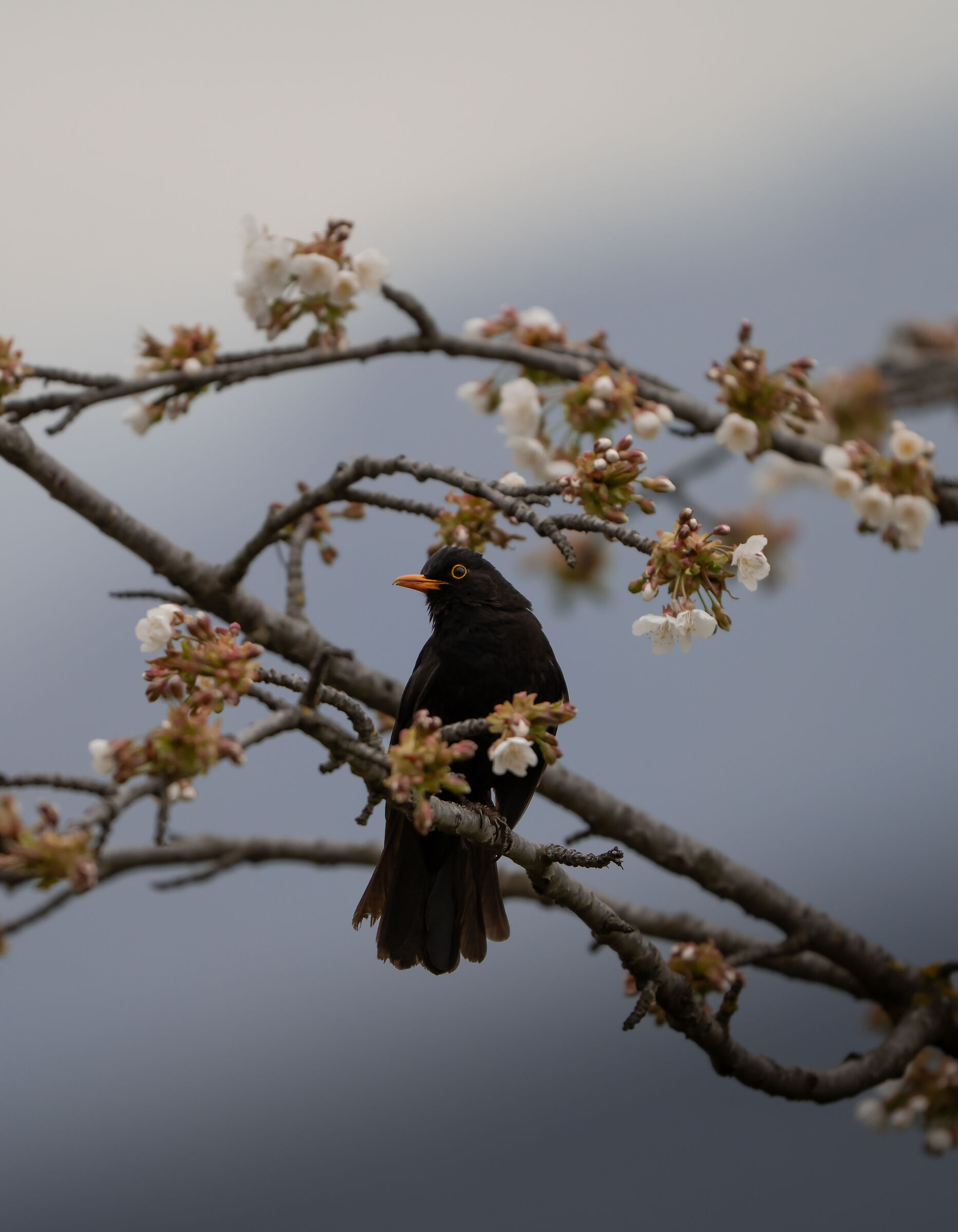 The blackbird and the cherry tree