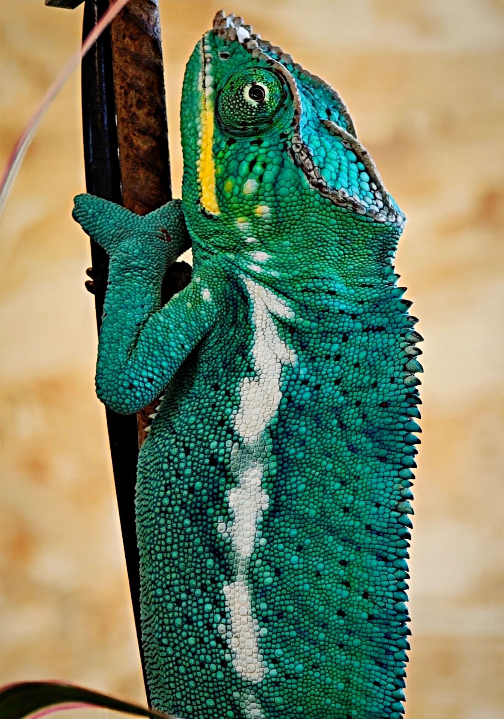 Camaleonte verde
