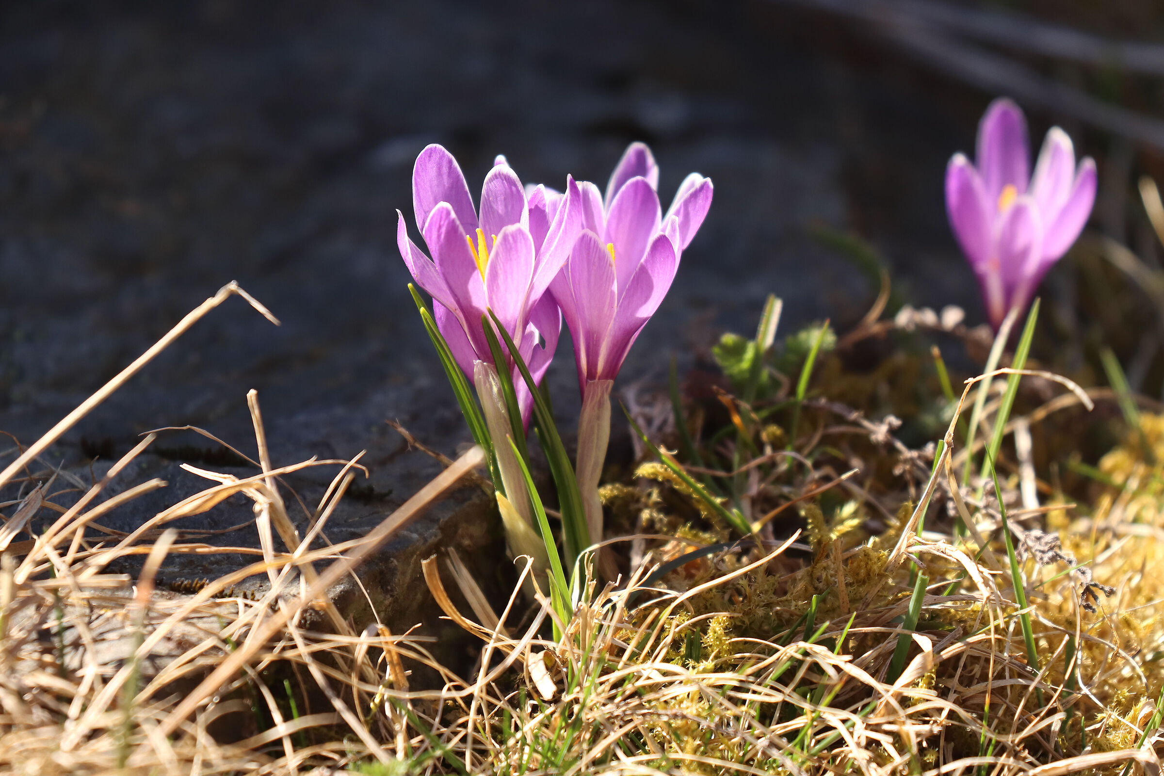 Mountain crocus