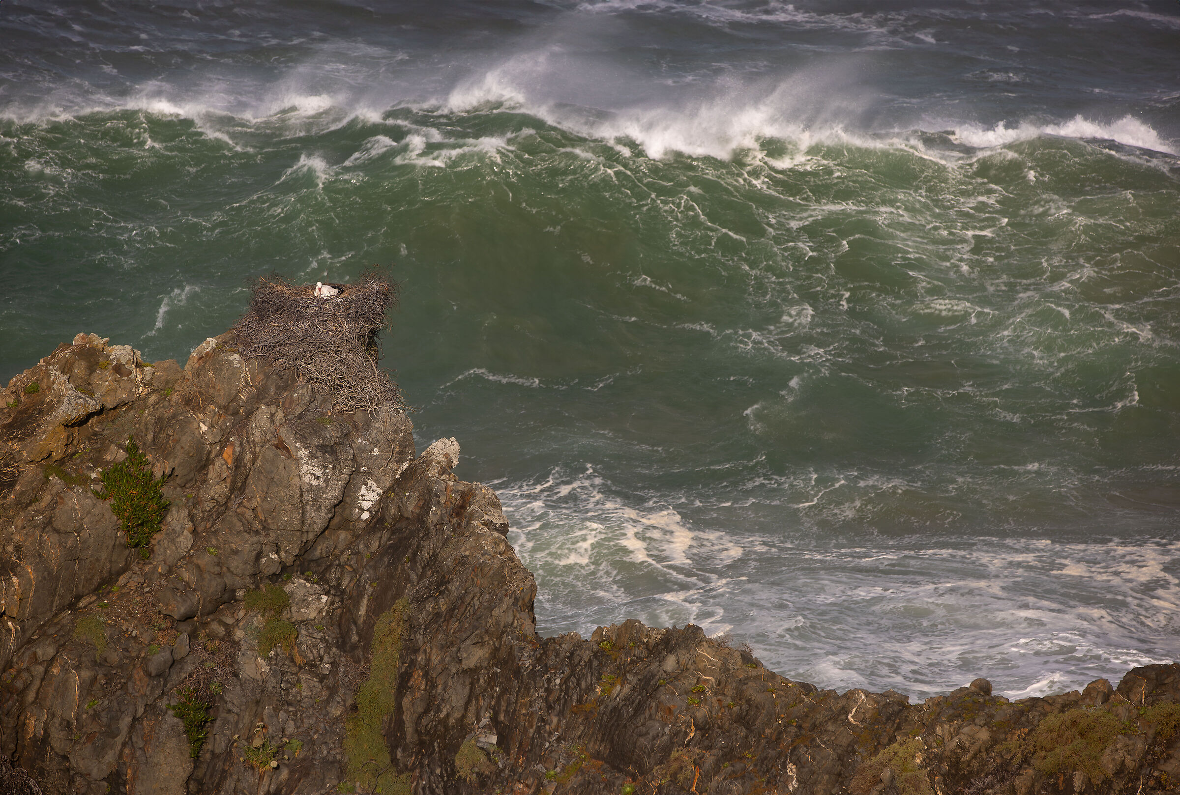 A huge nest for a big wave...