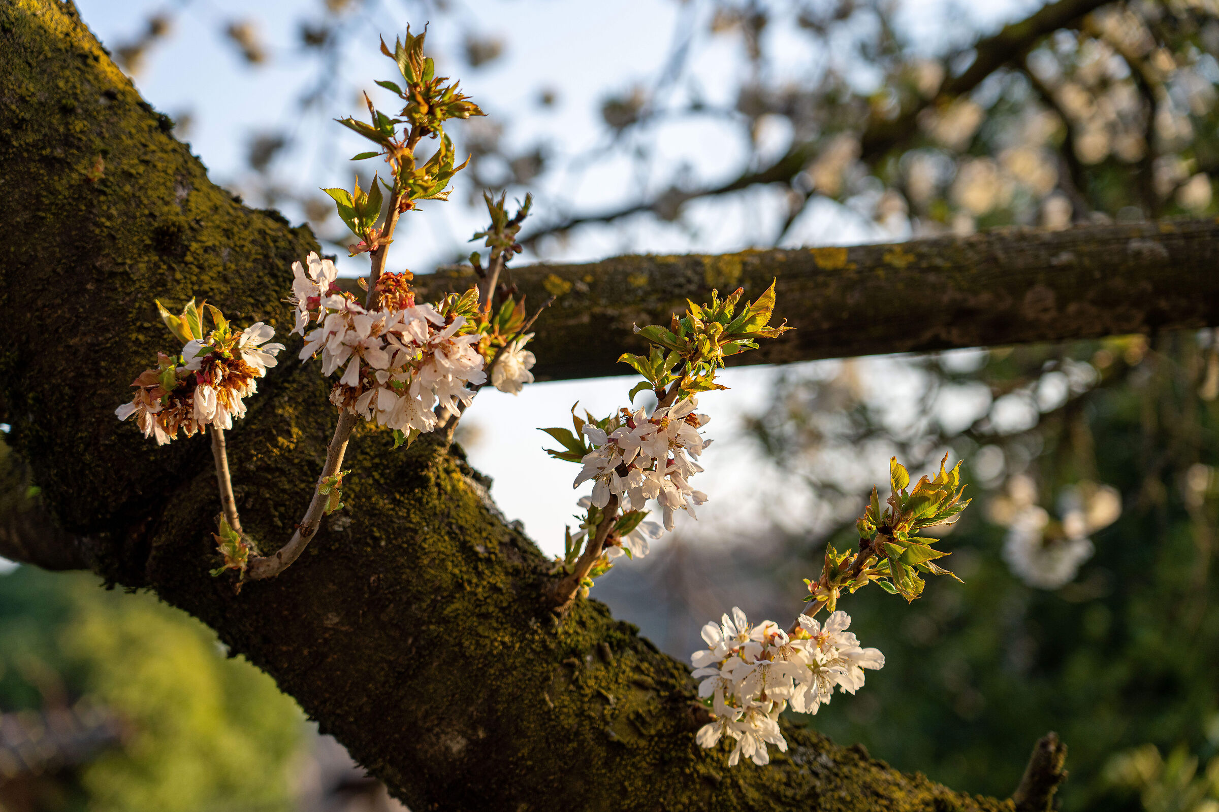 ciliegio in fiore