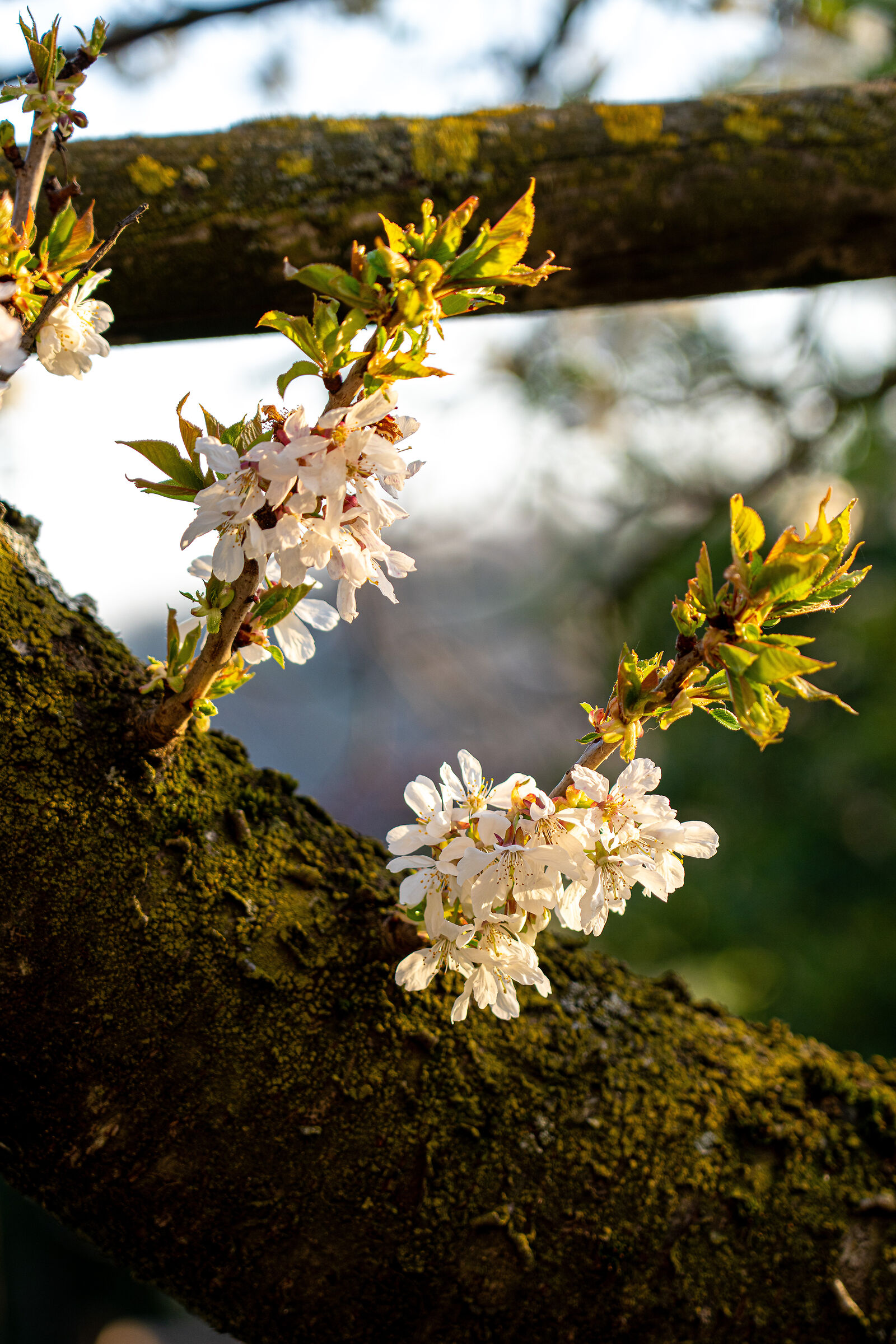 ciliegio in fiore