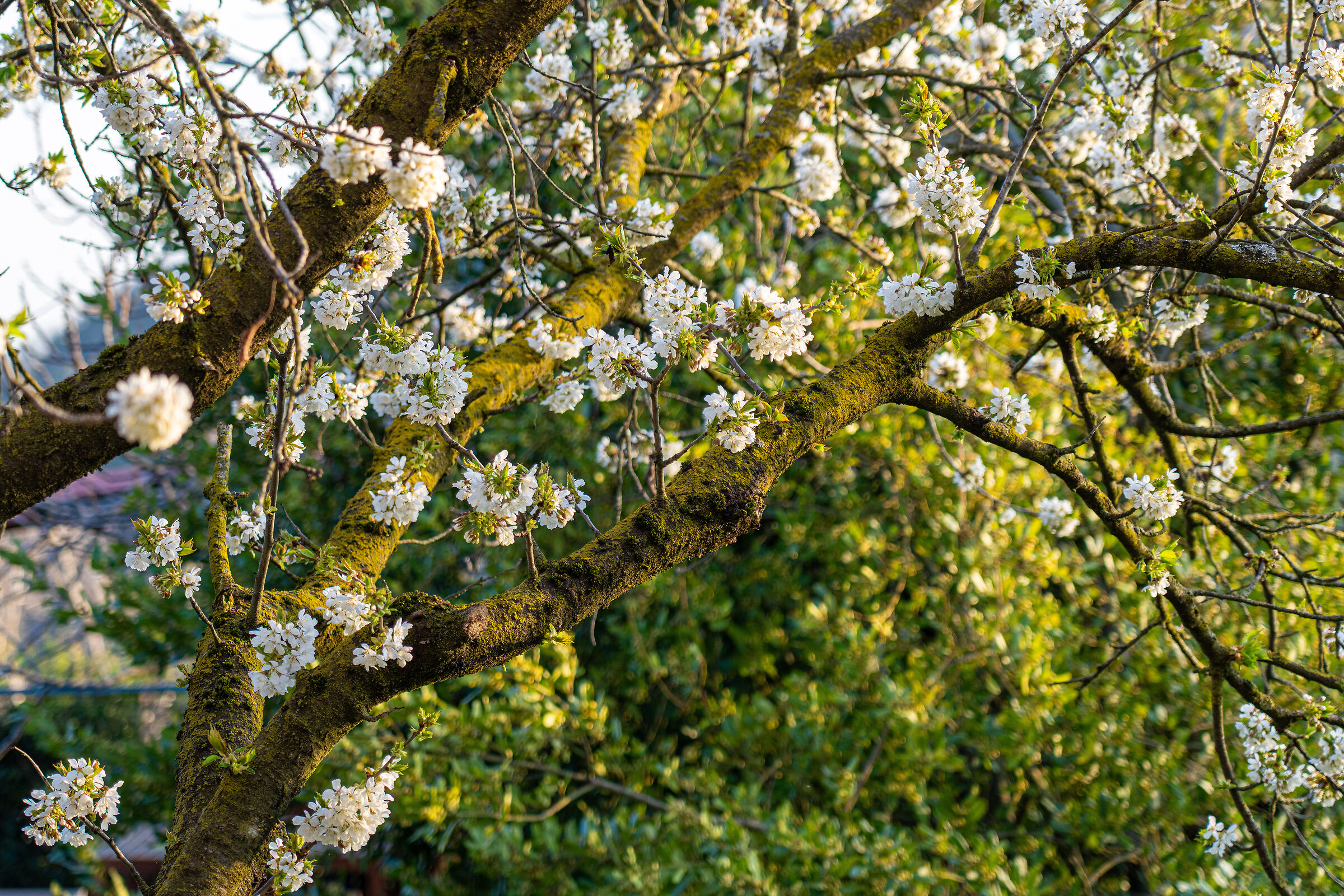 ciliegio in fiore