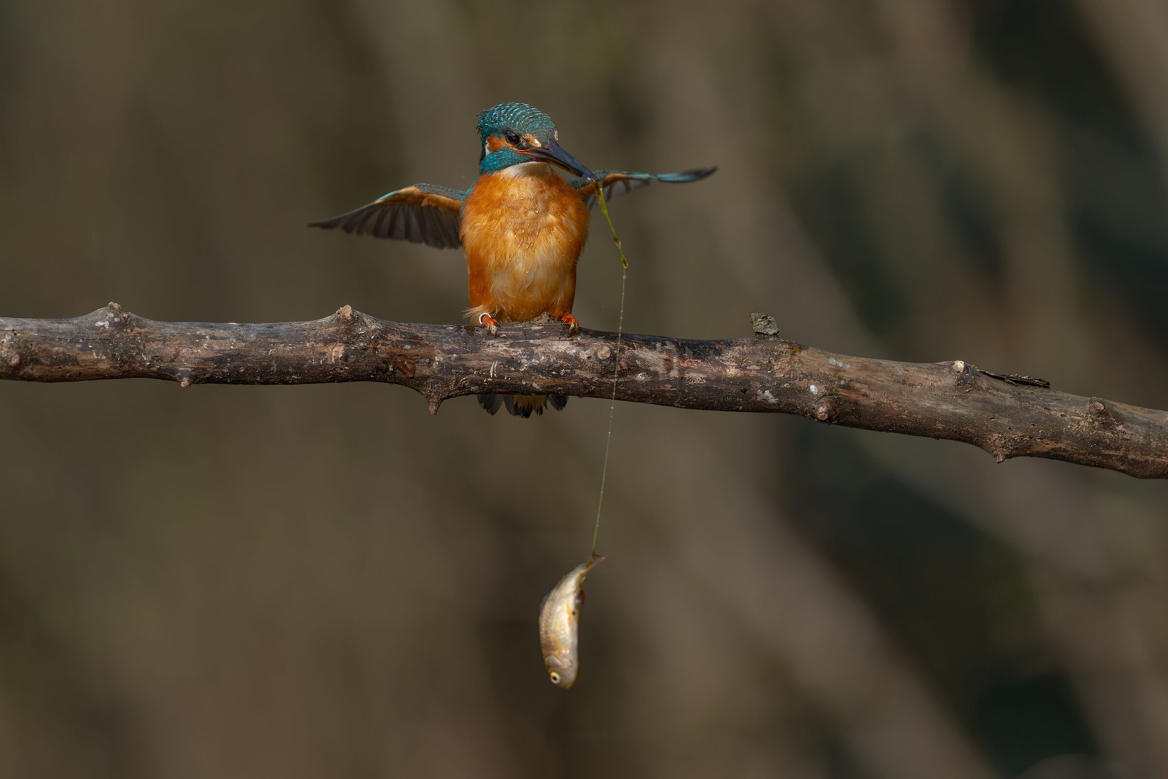 pesca con la lenza !