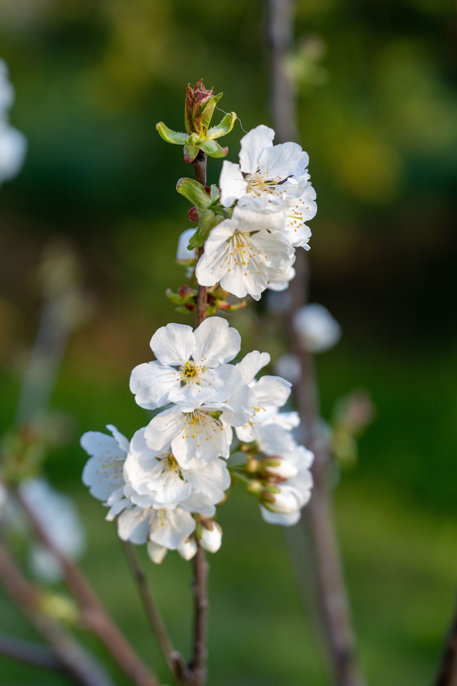 ciliegio in fiore