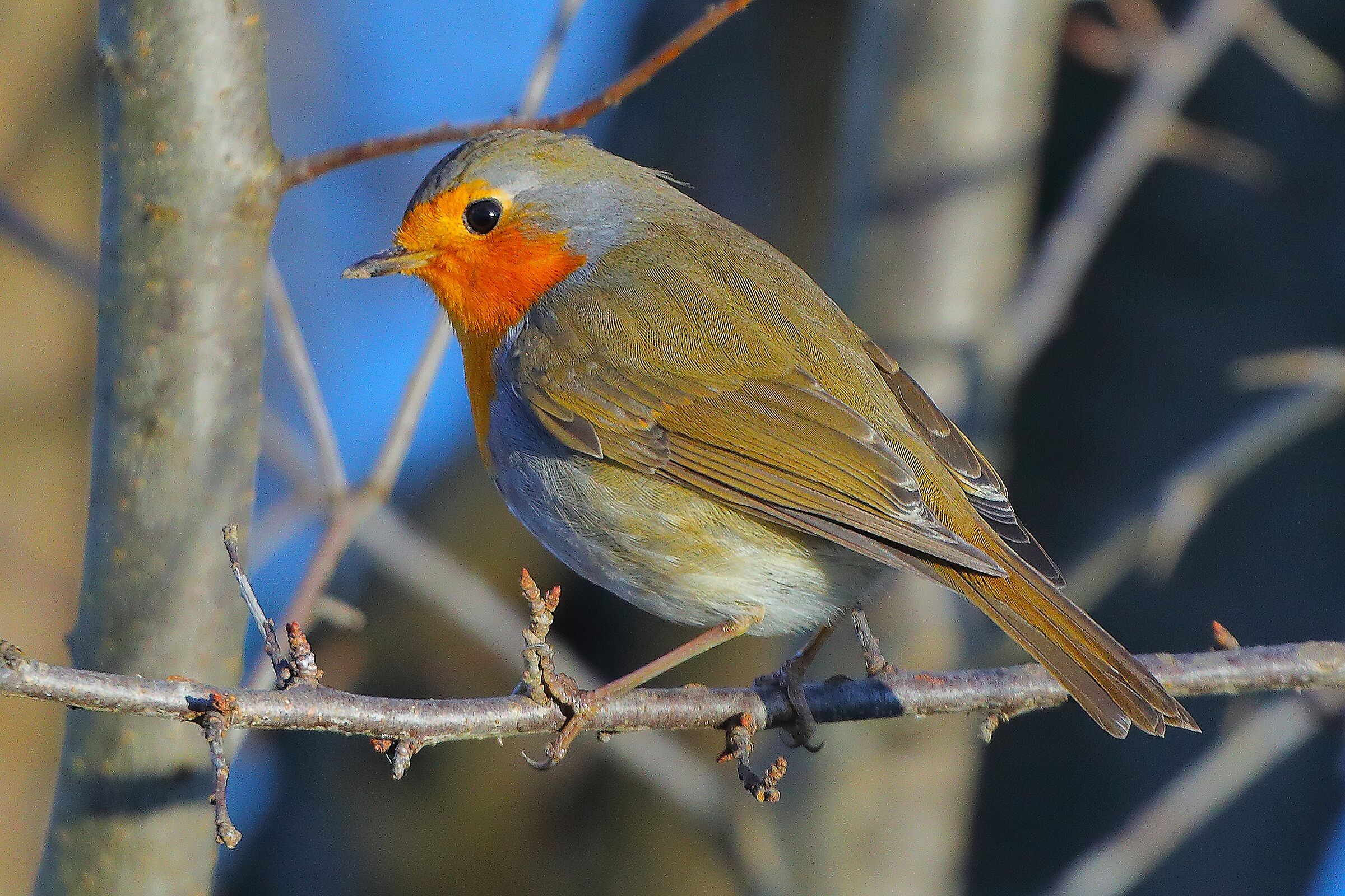 Pettirosso 27 dicembre 2024 - 0058