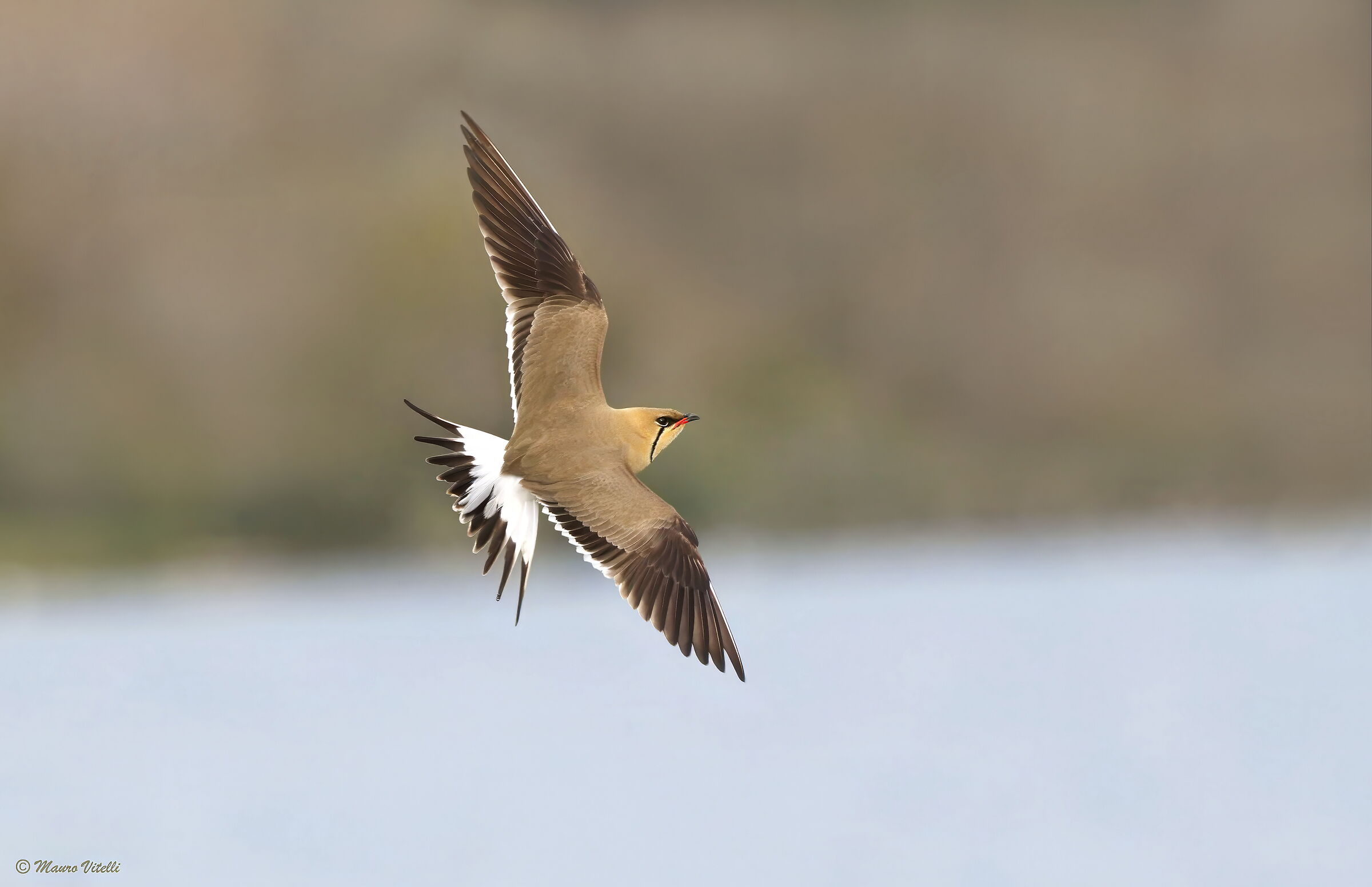 Sea partridge (Glareola pratincola)