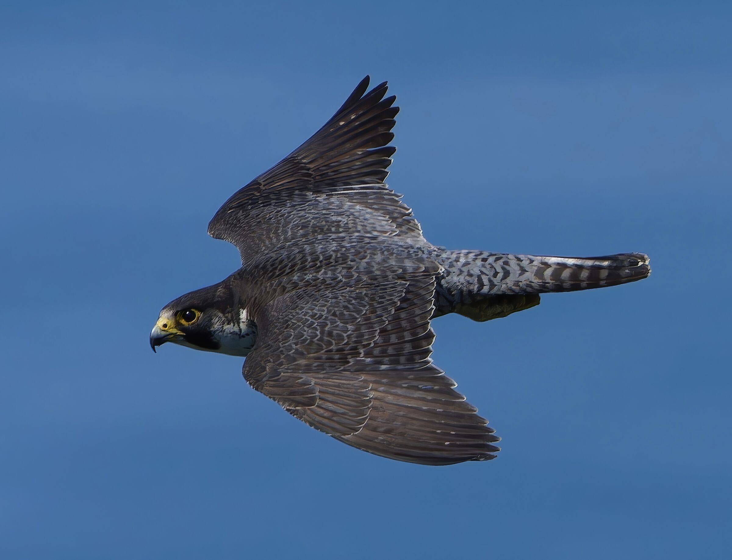Falco pellegrino