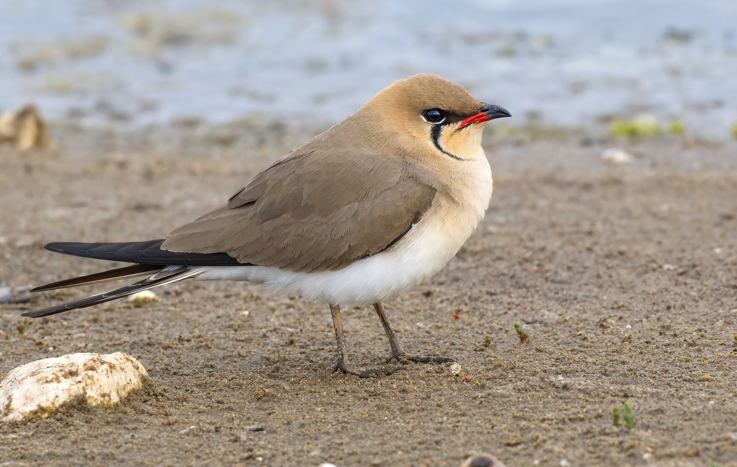 Sea partridge (Glareola pratincola)