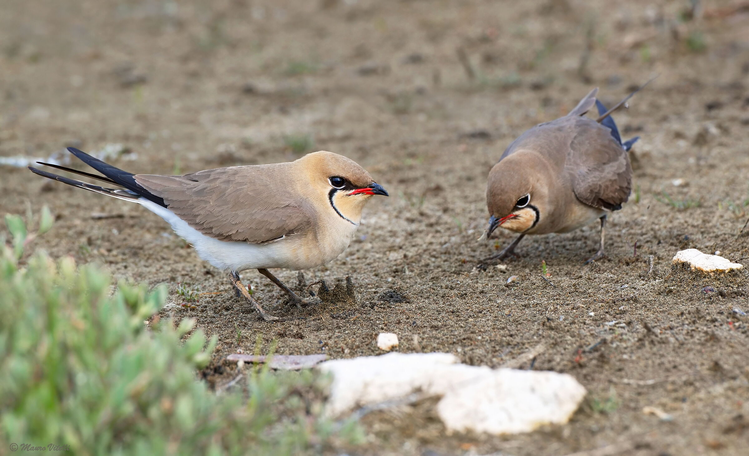 Sea partridge (Glareola pratincola)