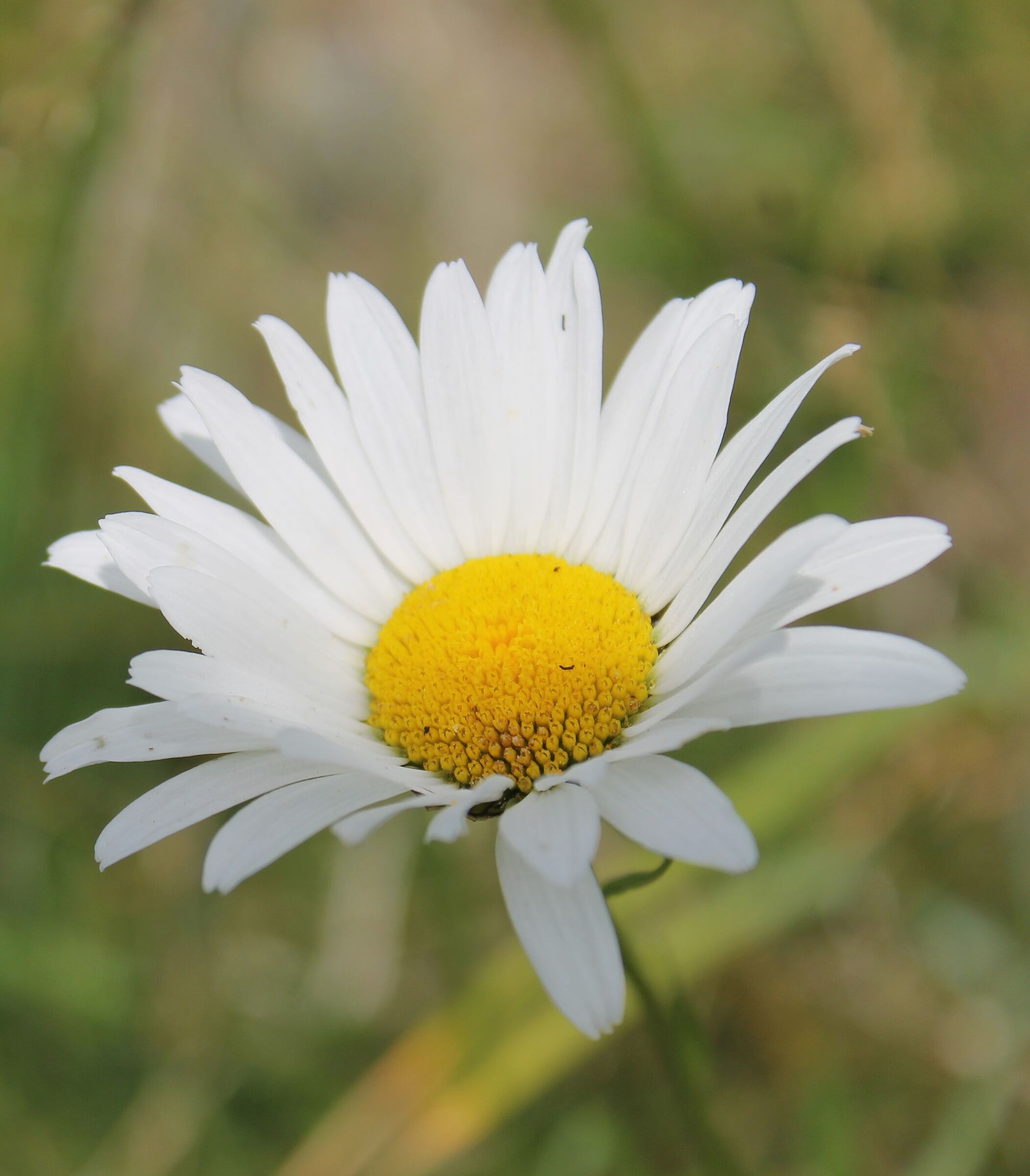 The beauty of simplicity