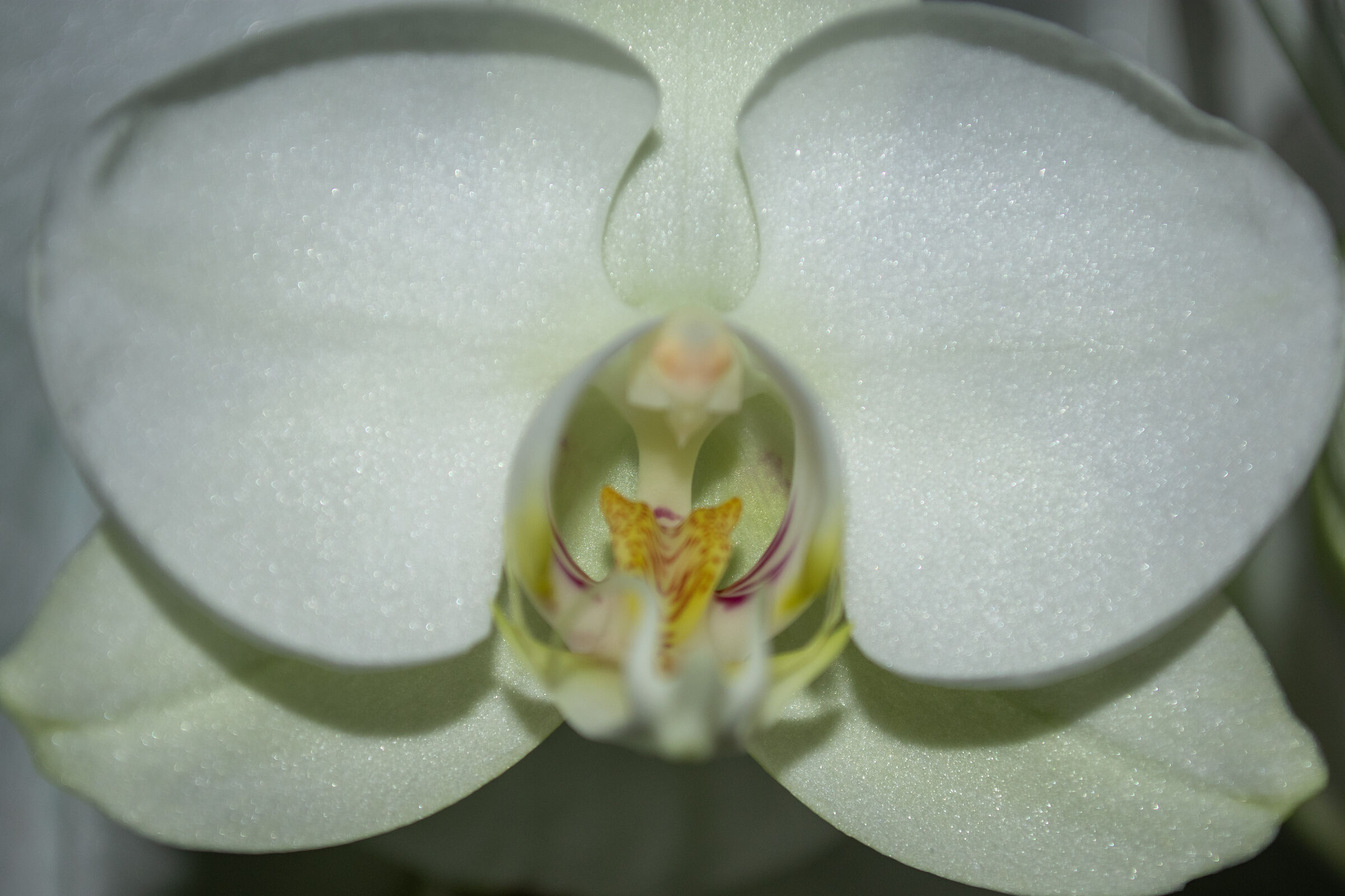 Orchidea