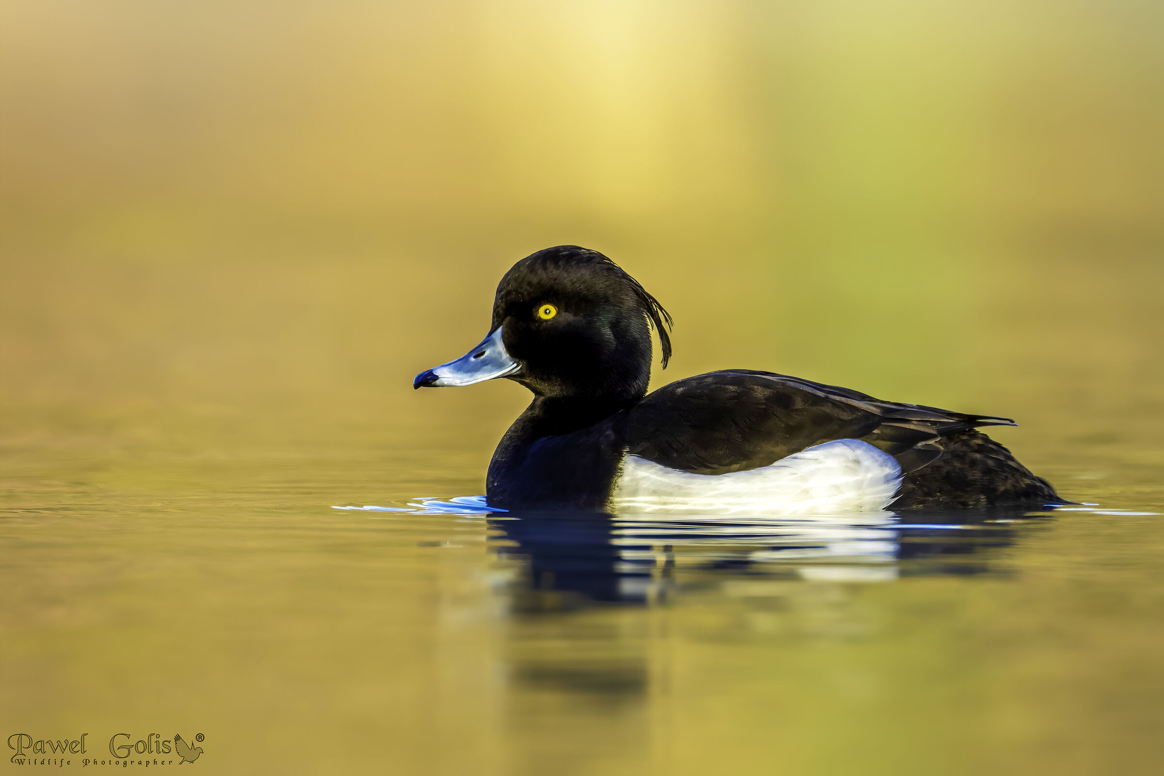 Tufted duck (Aythya fuligula)