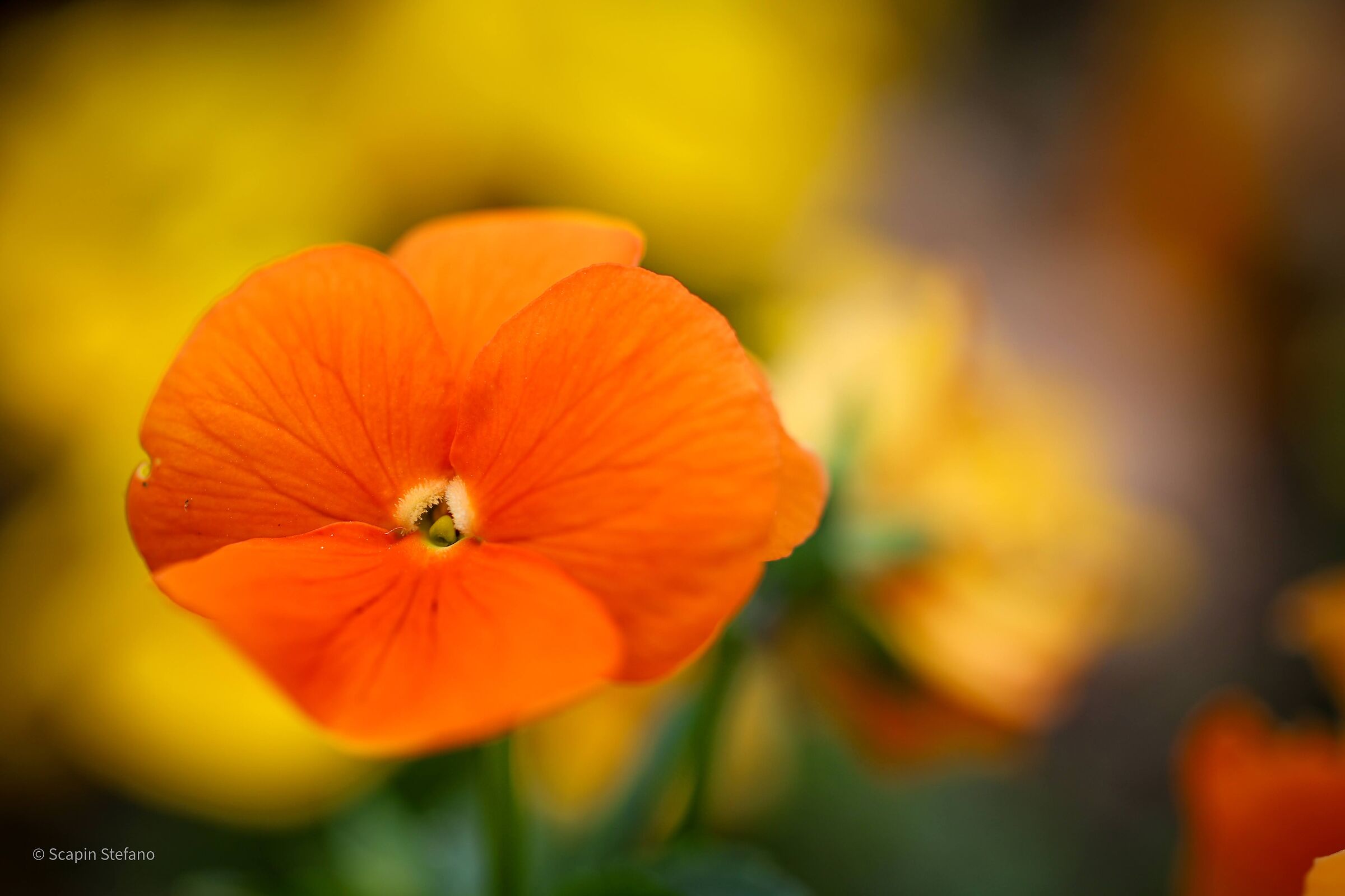 Viola del pensiero