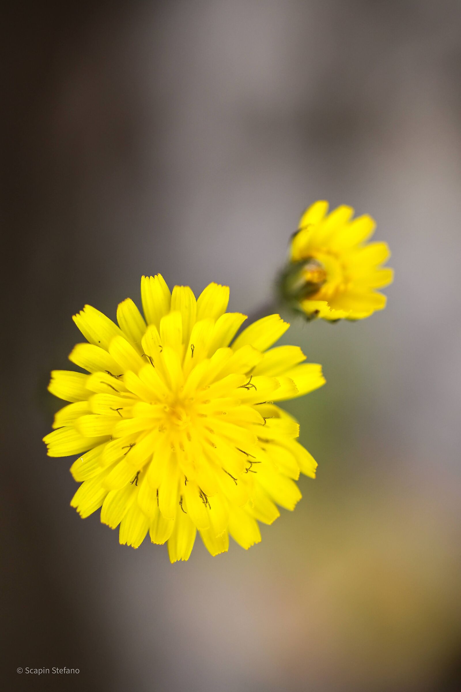 Fiore giallo